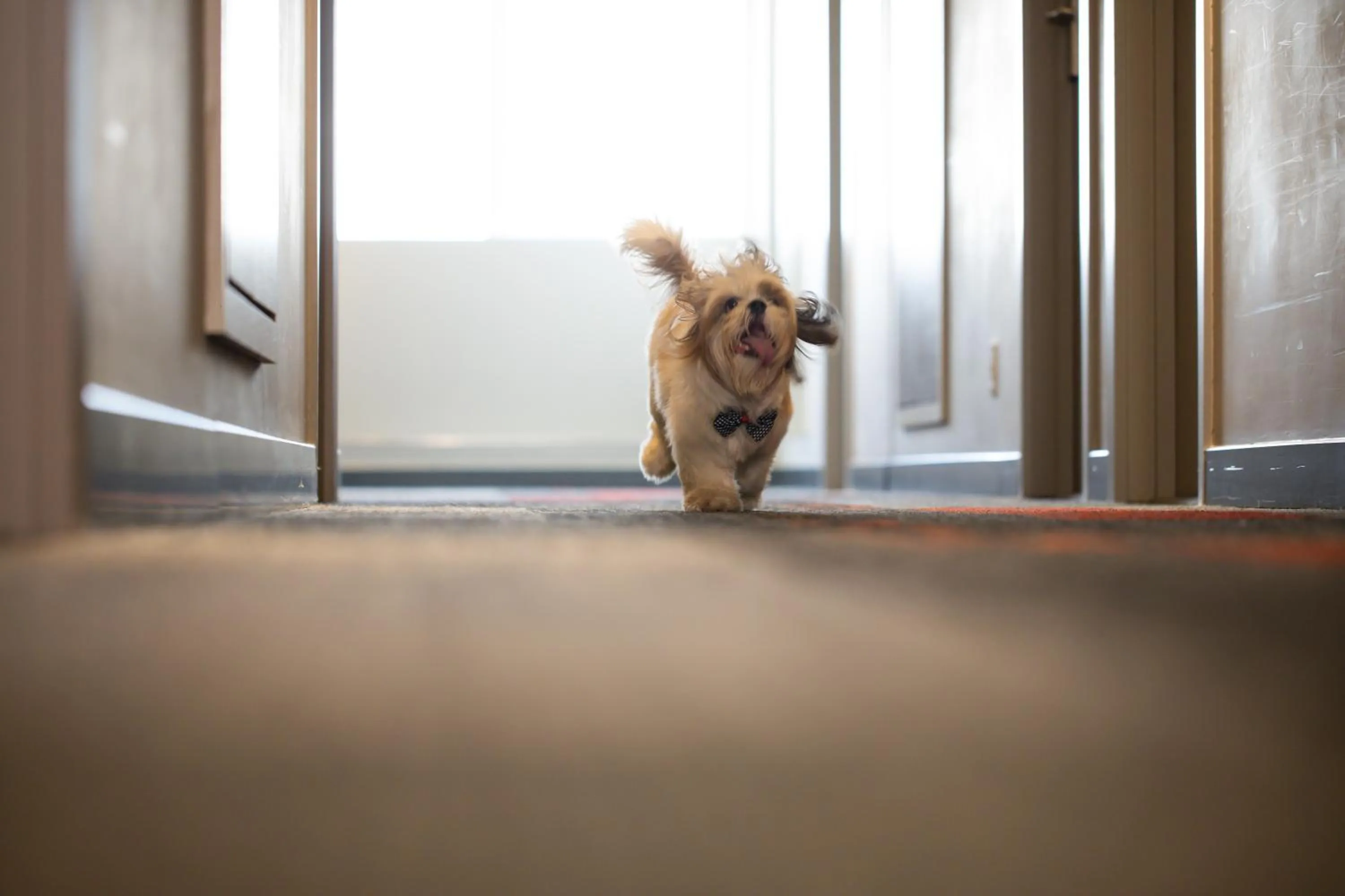 Pets in ibis Juazeiro do Norte