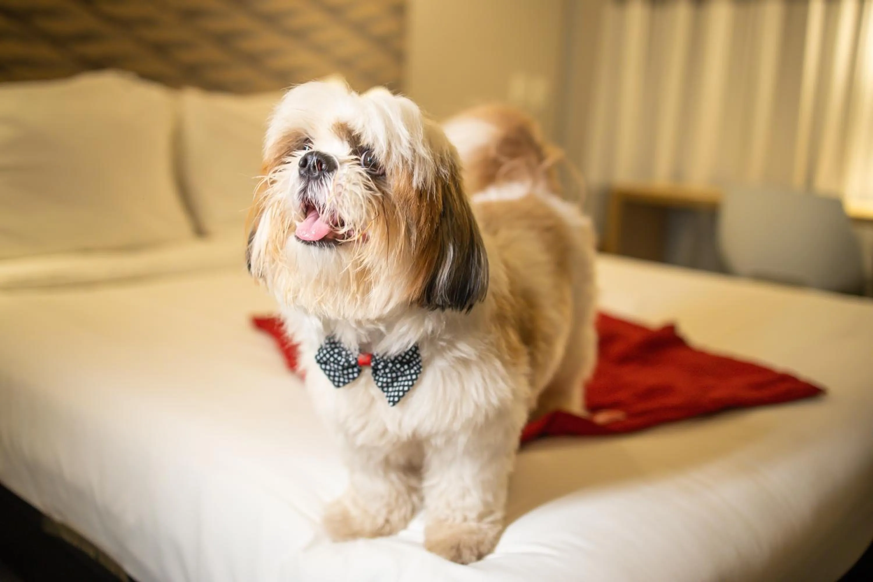 Pets in ibis Juazeiro do Norte