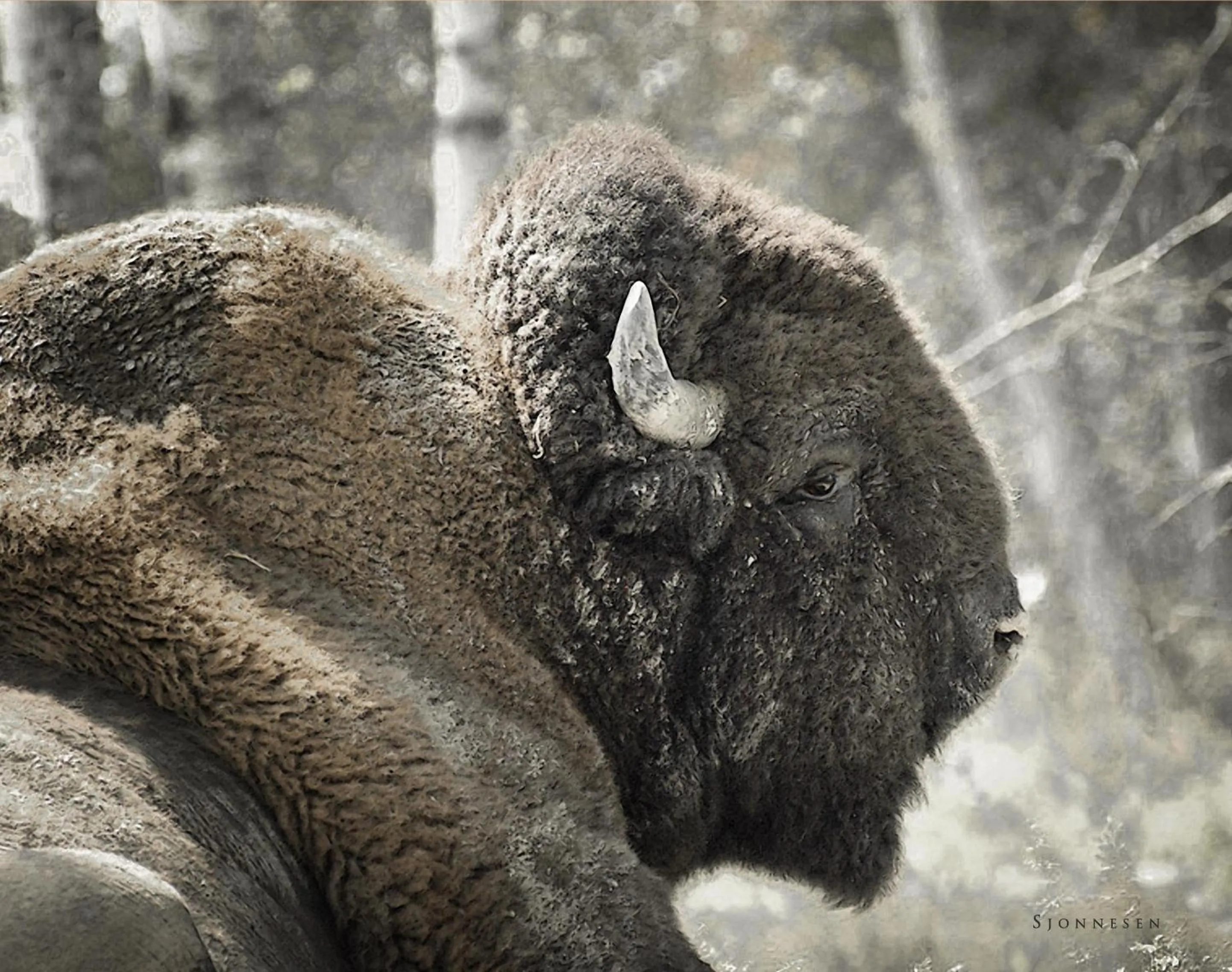 Animals in Cedar Meadows Resort & Spa, an Ascend Collection Resort