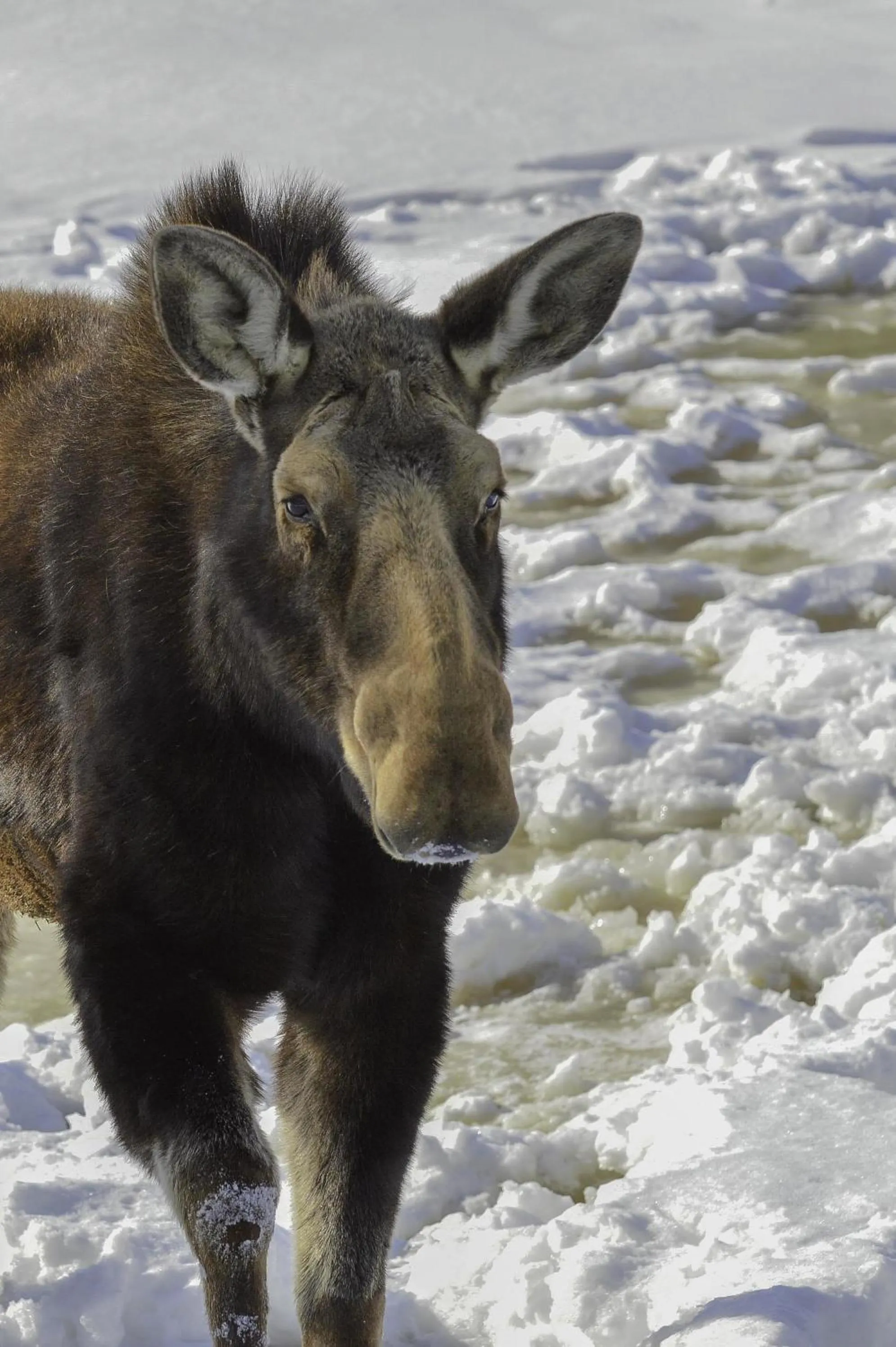 Animals in Cedar Meadows Resort & Spa, an Ascend Collection Resort