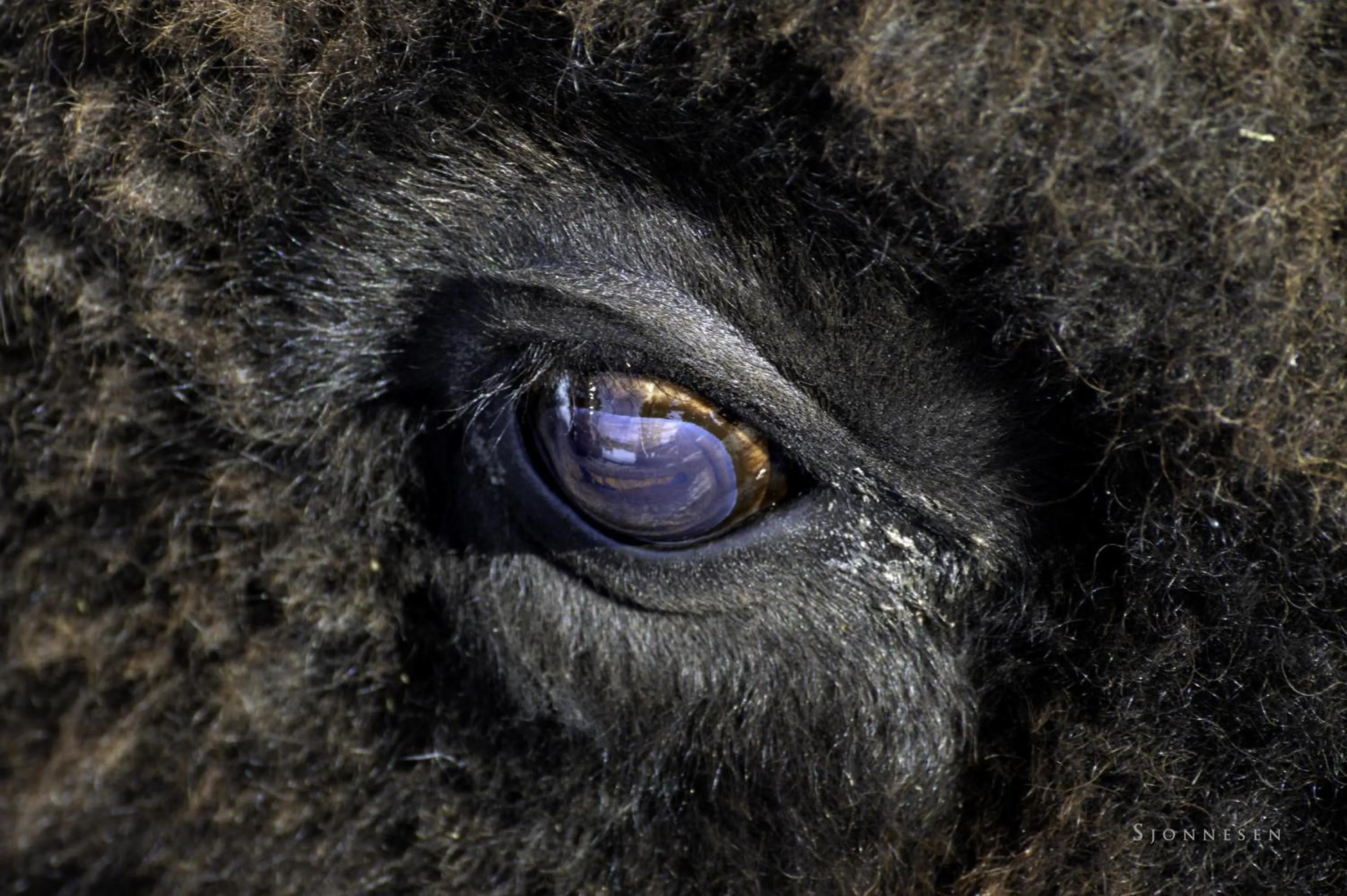 Animals in Cedar Meadows Resort & Spa, an Ascend Collection Resort