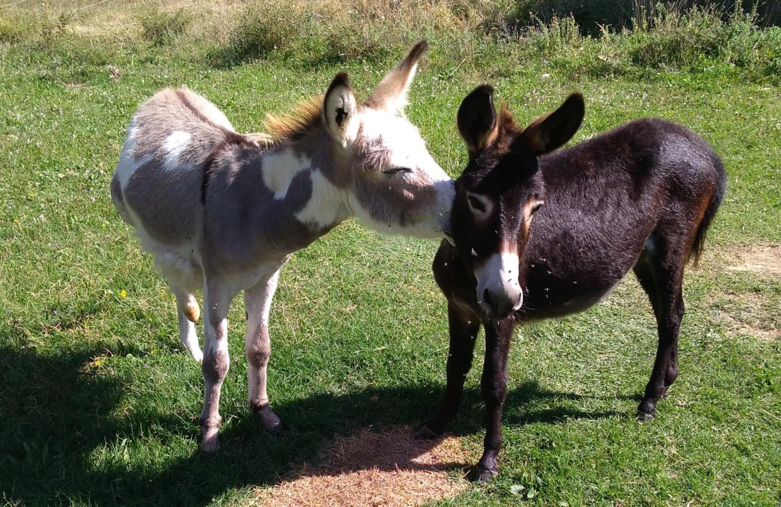 Animals in B&B BOSCOVECCHIO
