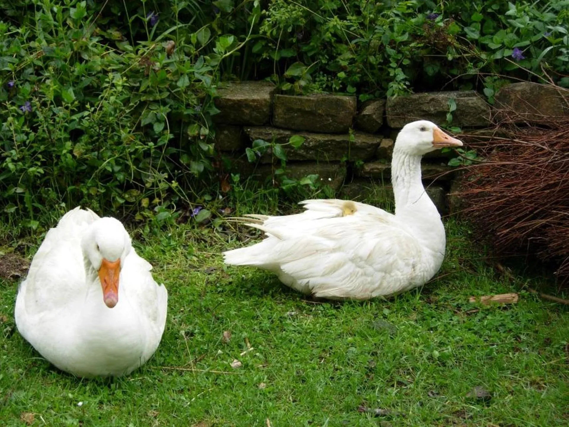 Animals in B&B BOSCOVECCHIO