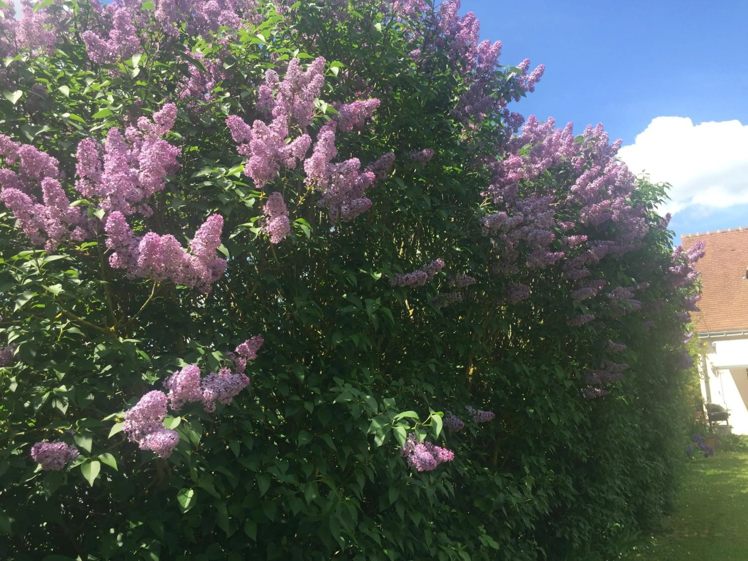 Garden in LE CLOS DU GOLF