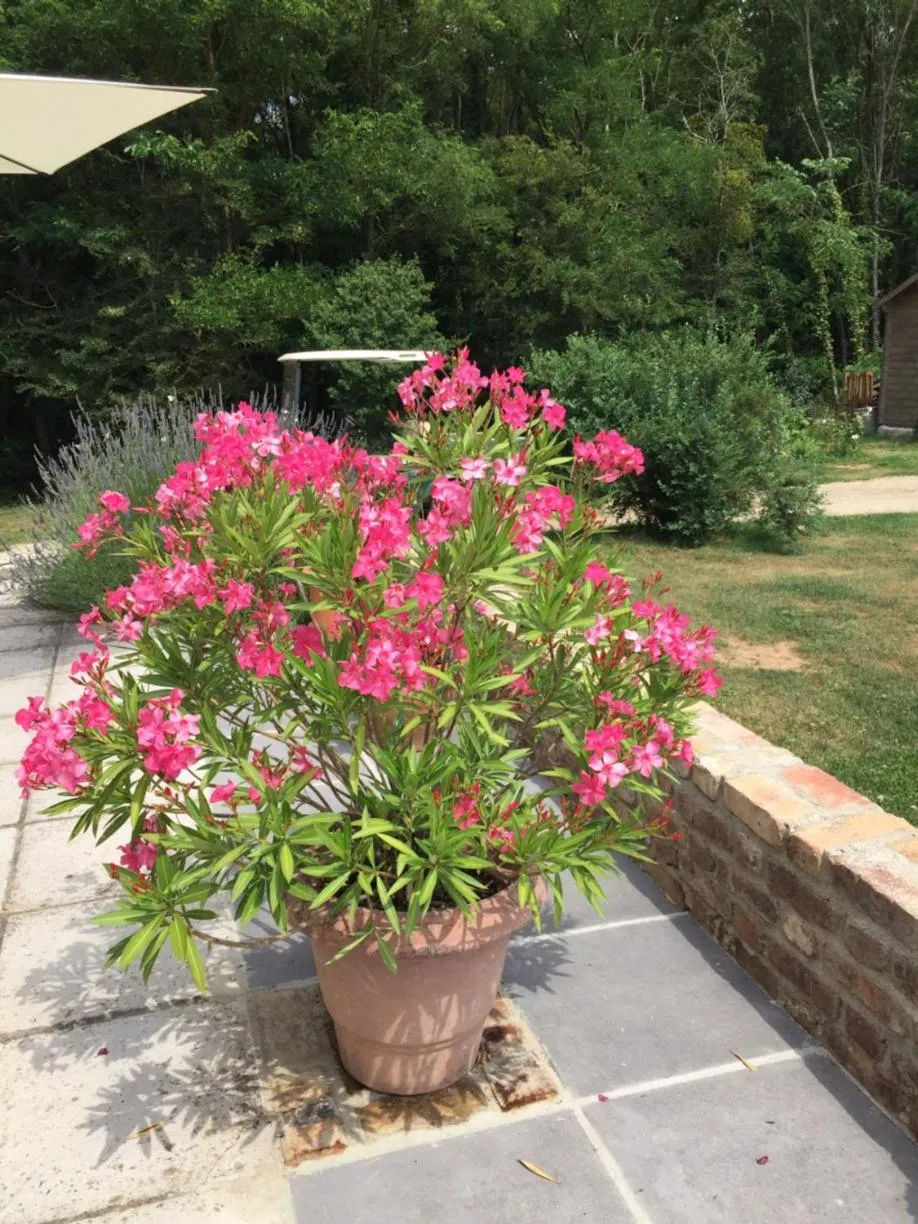 Garden view in LE CLOS DU GOLF