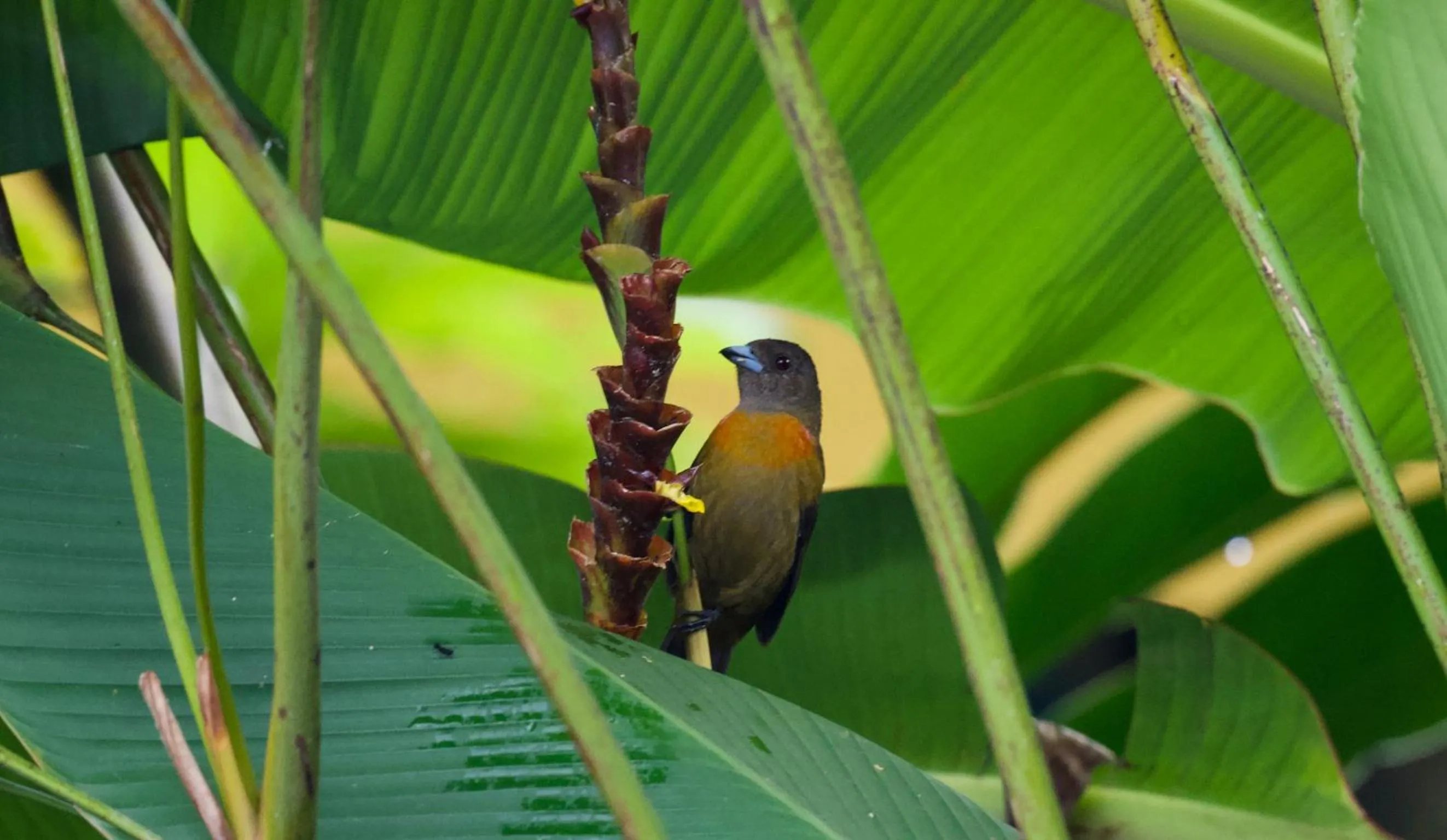 Garden in Cabinas D’Val