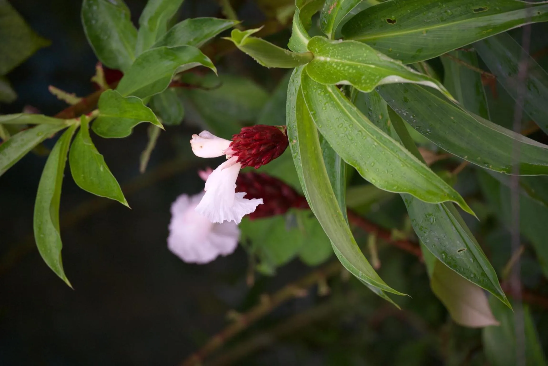 Garden in Cabinas D’Val