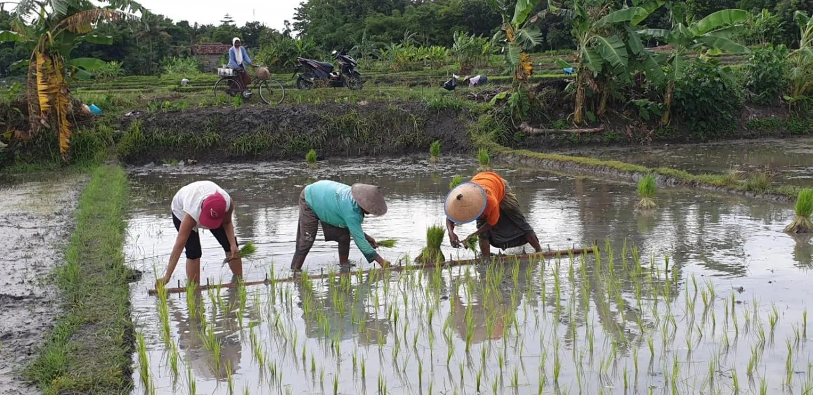 Villa Kayu Yogyakarta