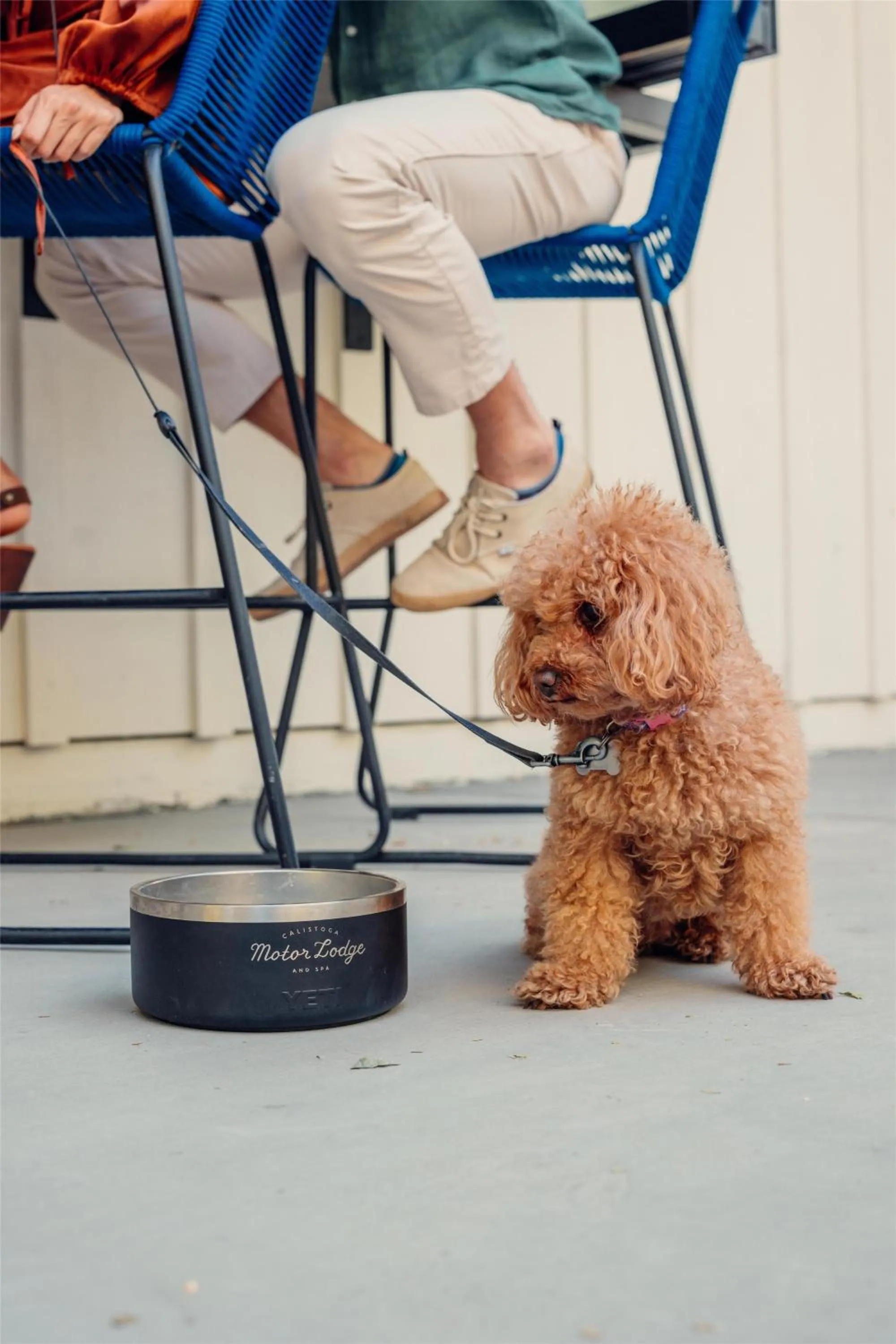 Pets in Calistoga Motor Lodge and Spa