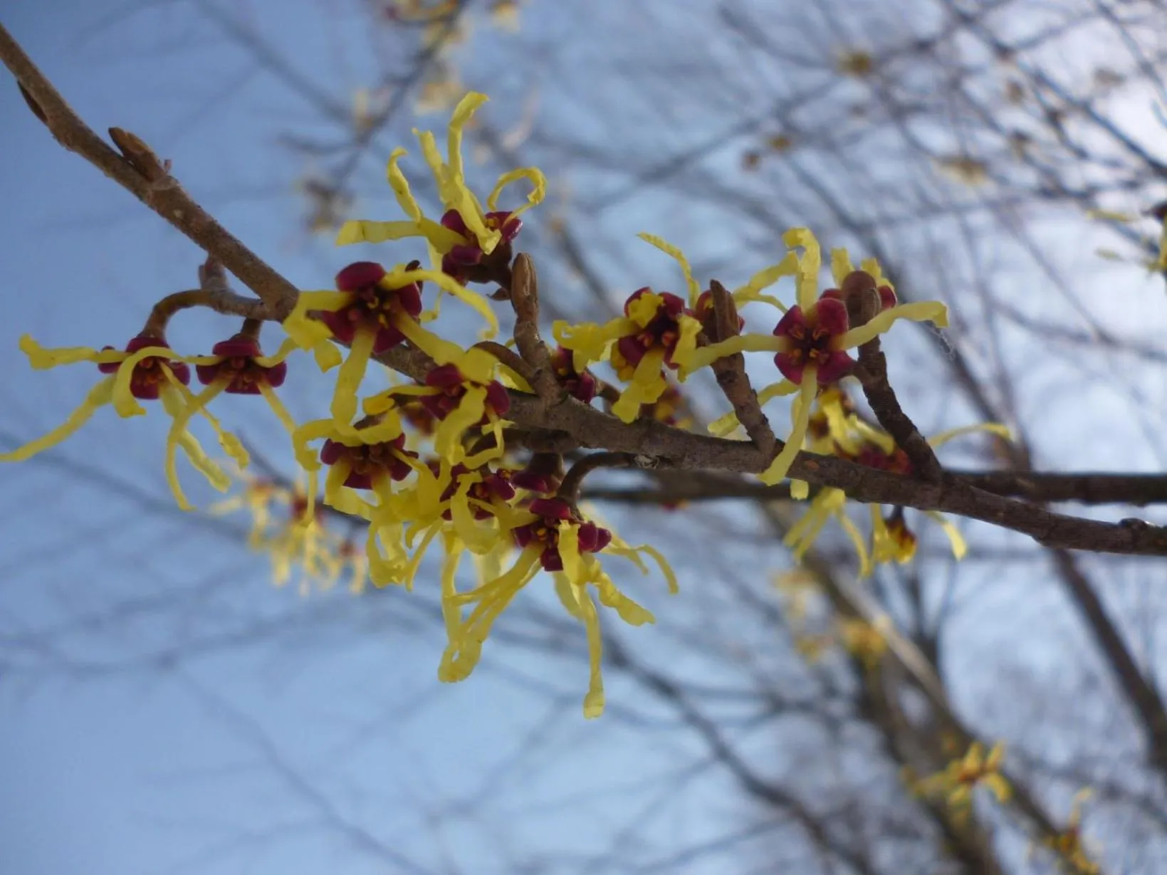 Spring in Bunanoyado Koase