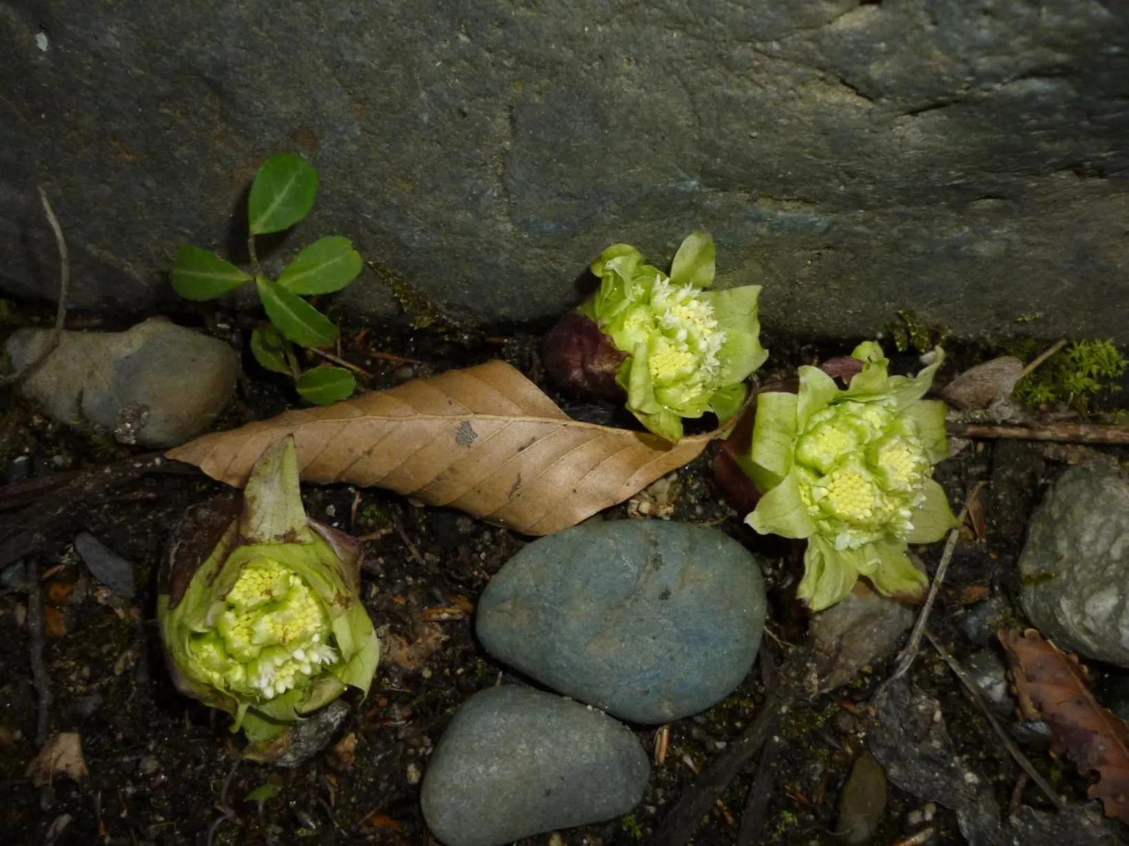 Spring in Bunanoyado Koase