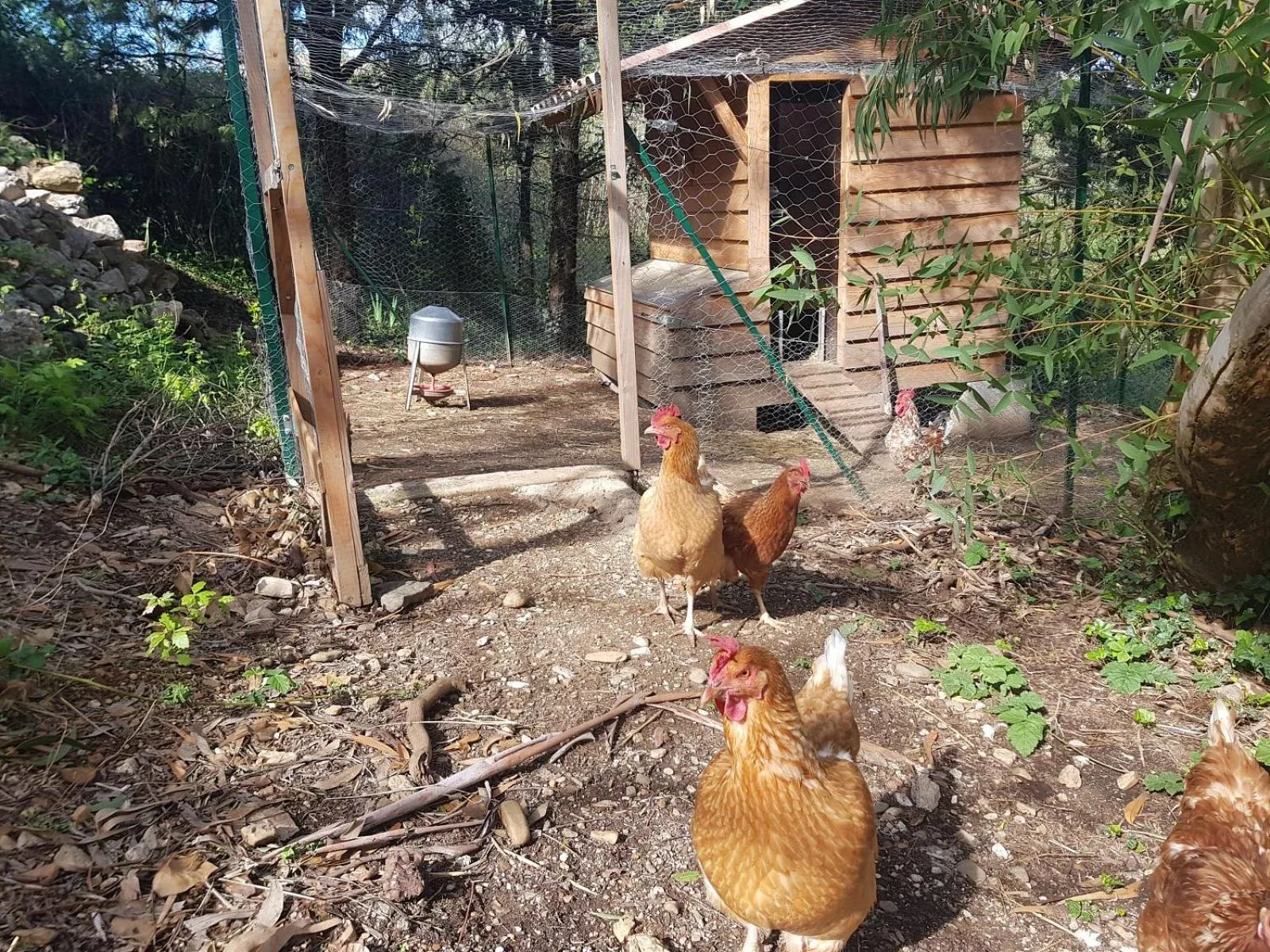 Animals in Mas des Ballats