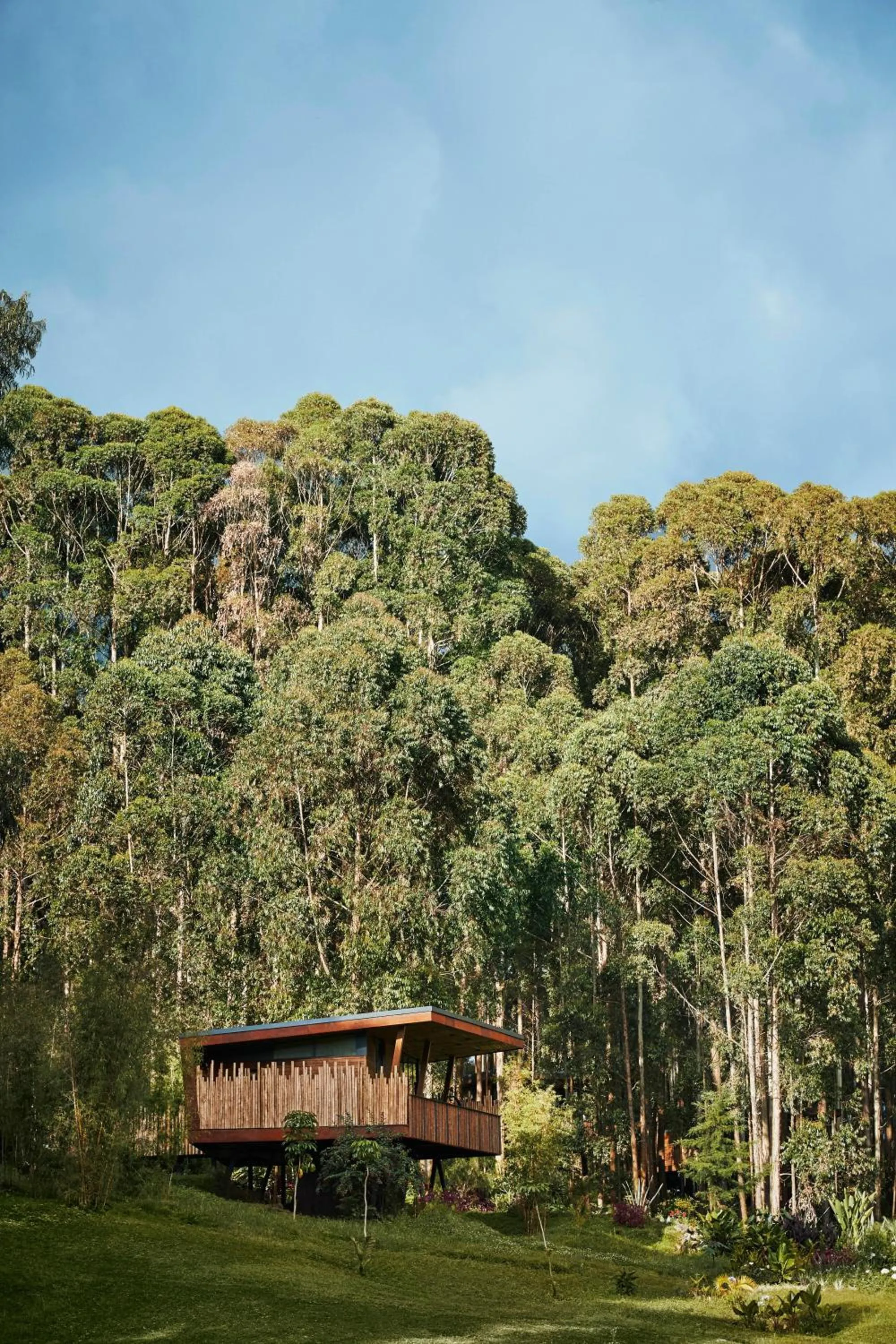 Natural landscape in One&Only Gorilla's Nest