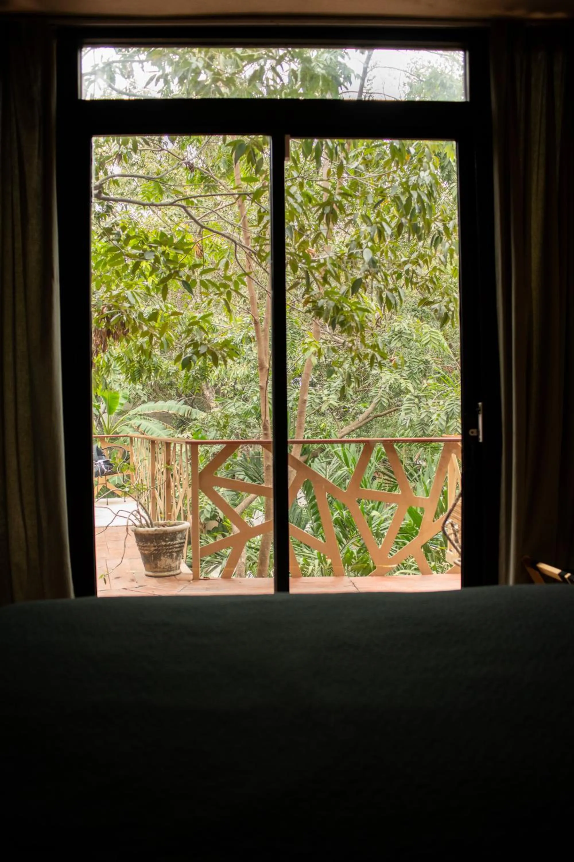 Garden view in Bufo Alvarius