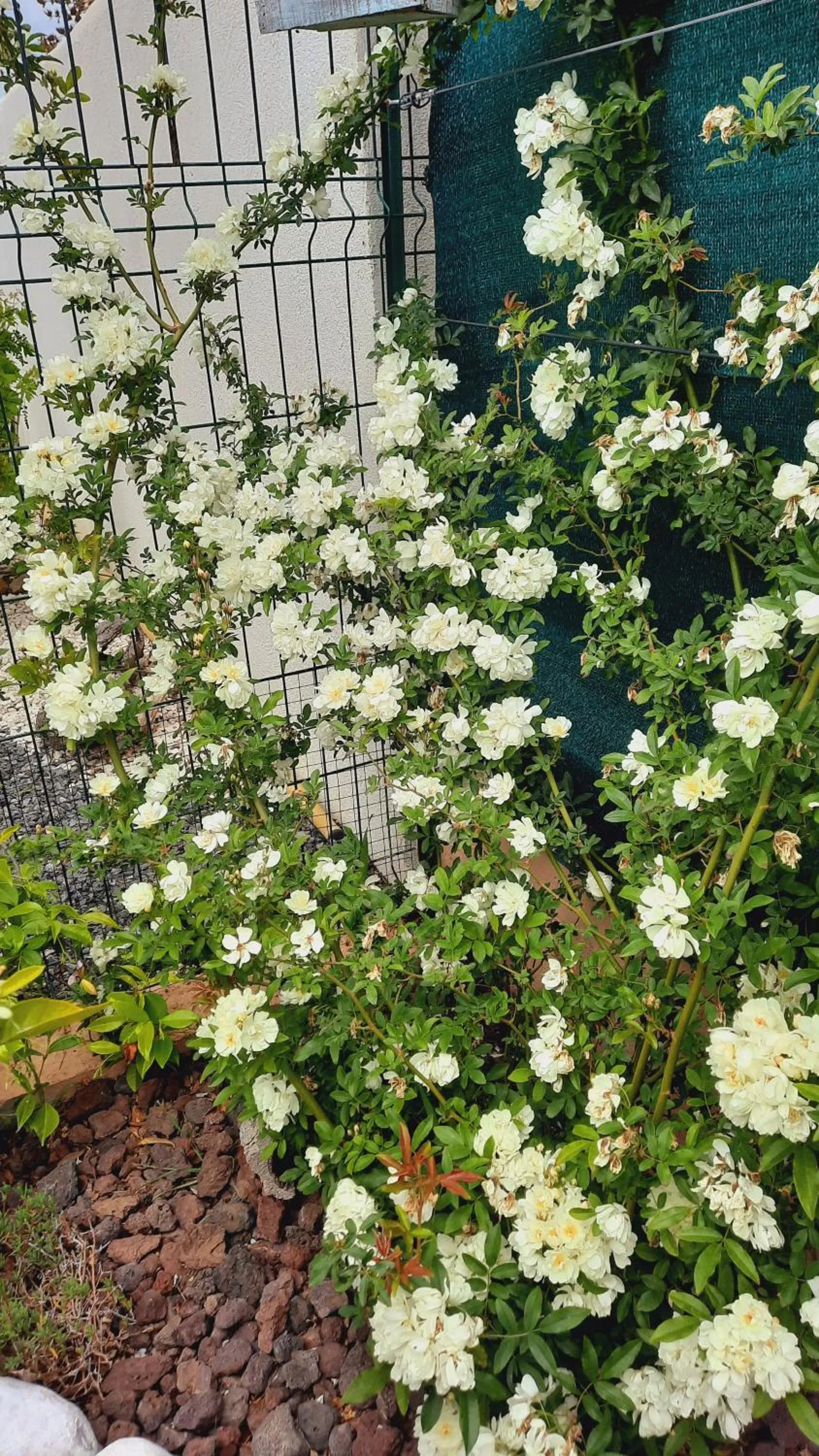 Chambre d'hôtes dans Villa Diane