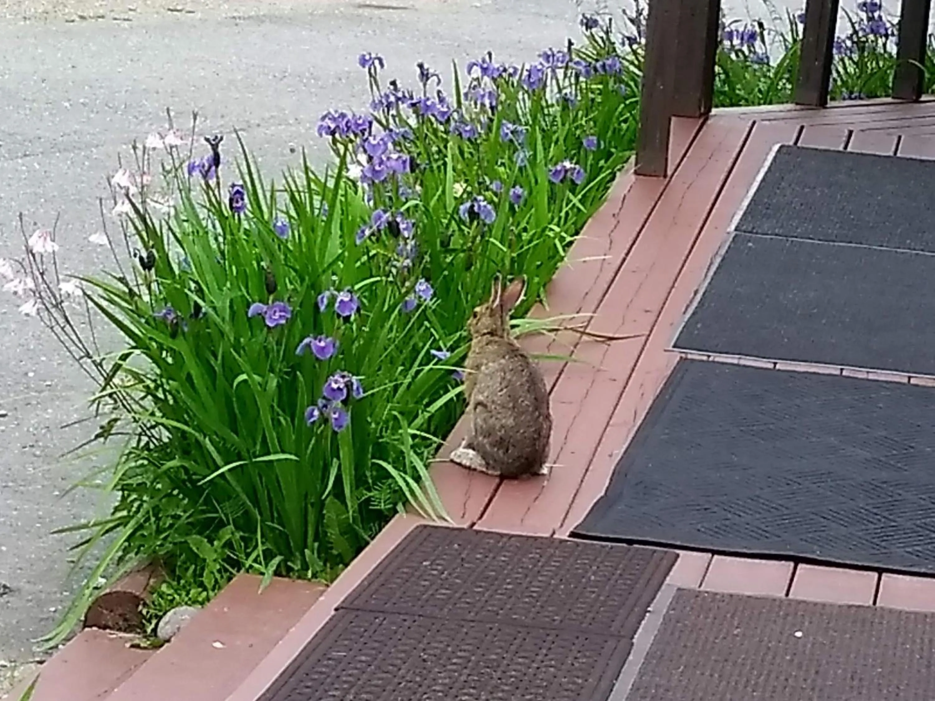 Animals in White Moose Lodge