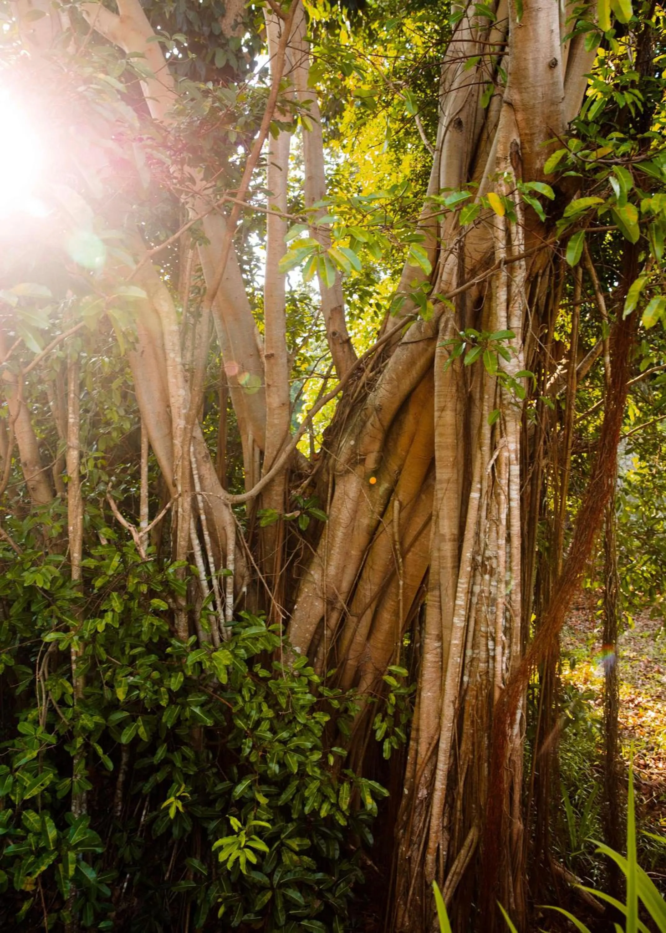 Natural landscape in One&Only Desaru Coast