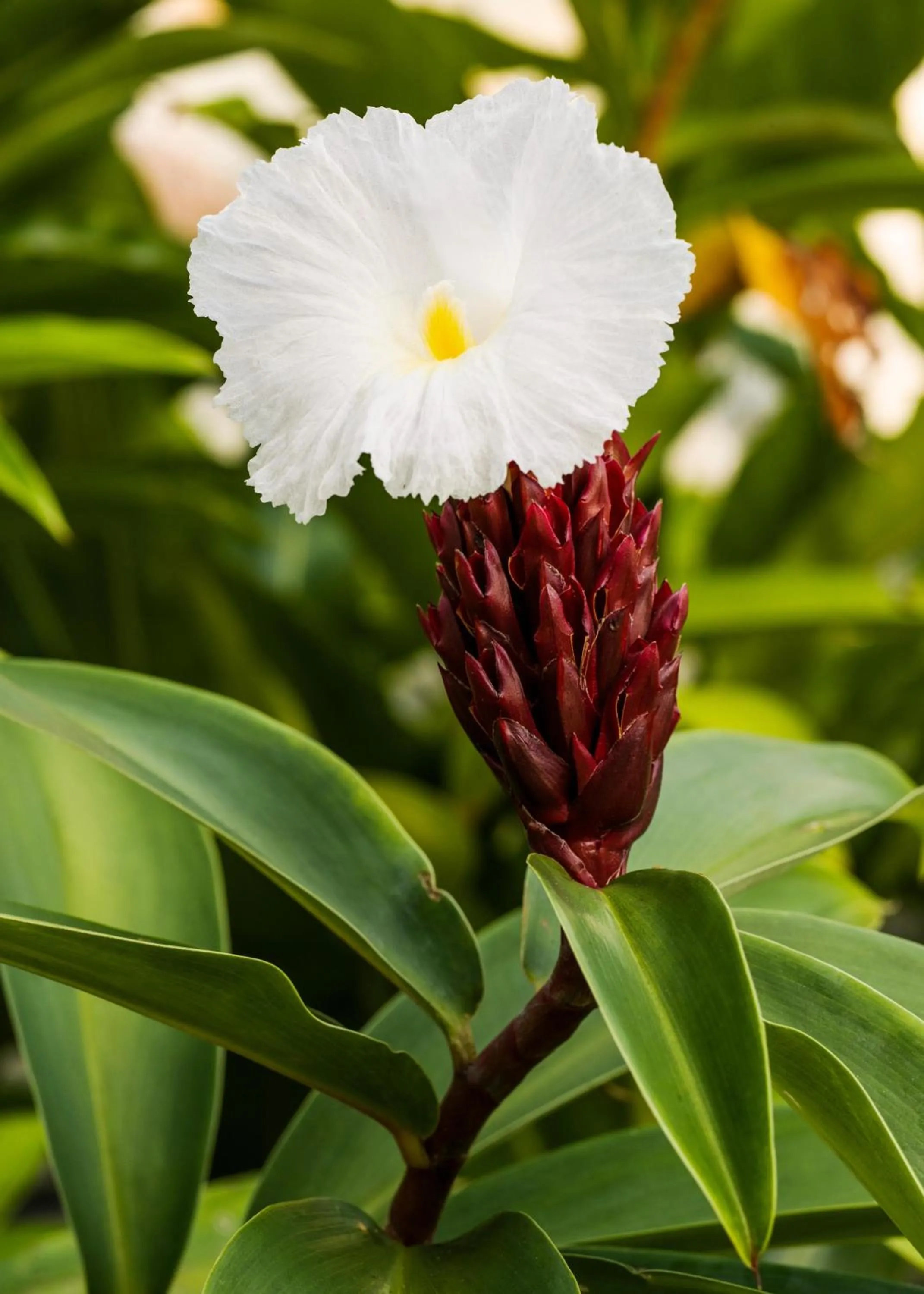 Natural landscape in One&Only Desaru Coast