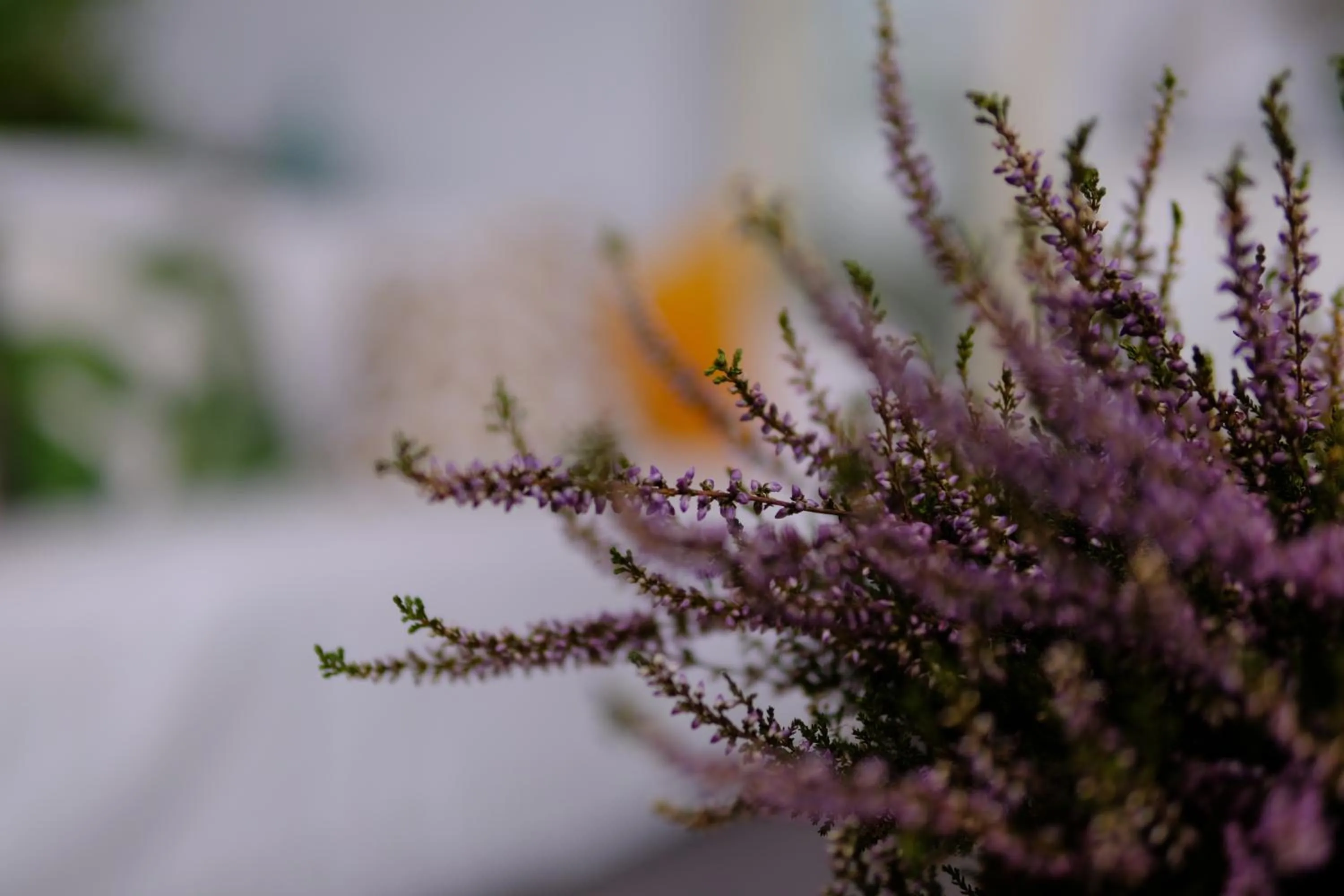 Casa Caimari Guest House, for mountain lovers!