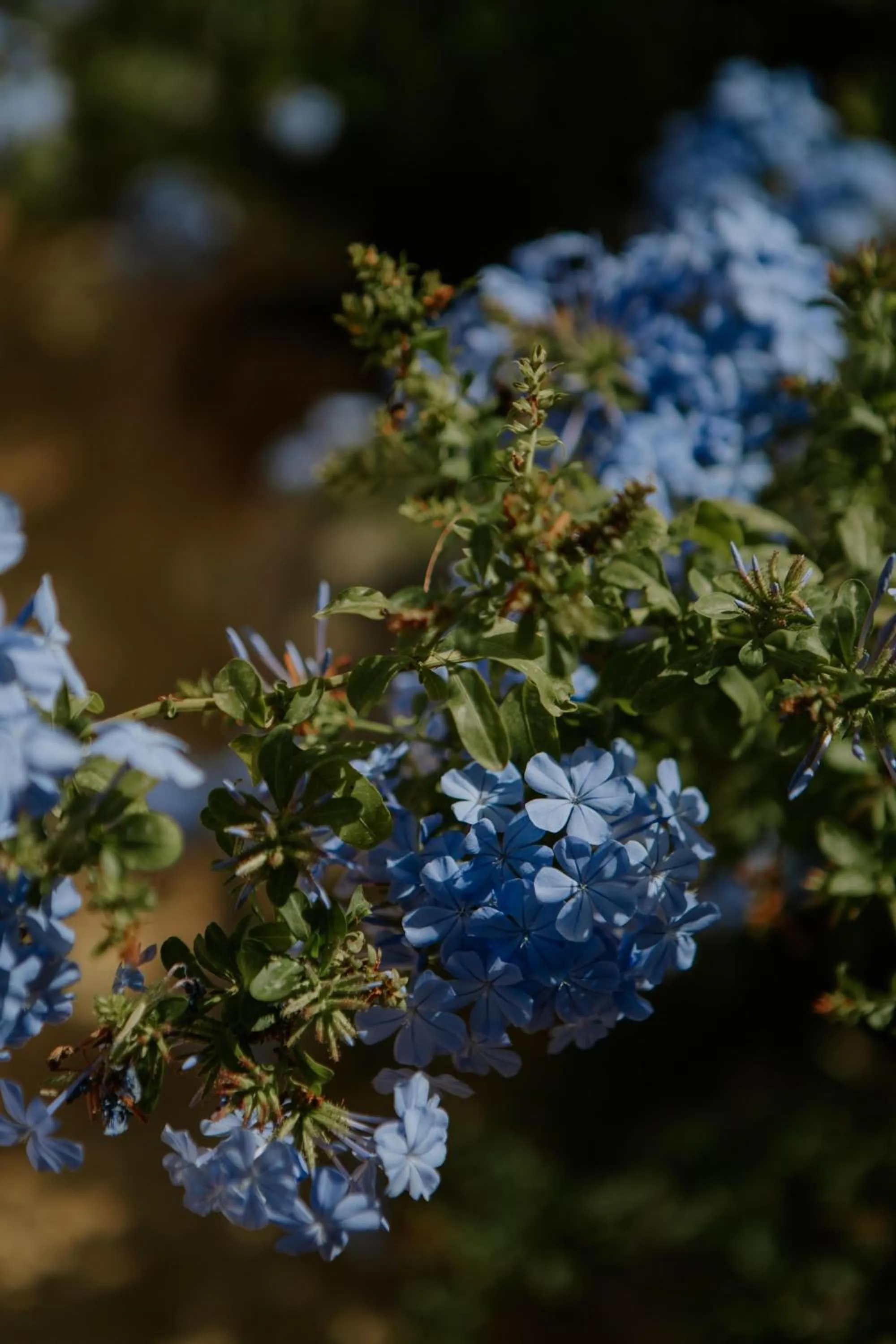 Natural landscape in Hotel Boutique Hort de Nal