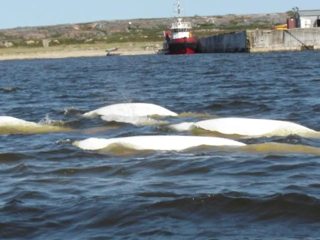 Animals in Bear Country Inn