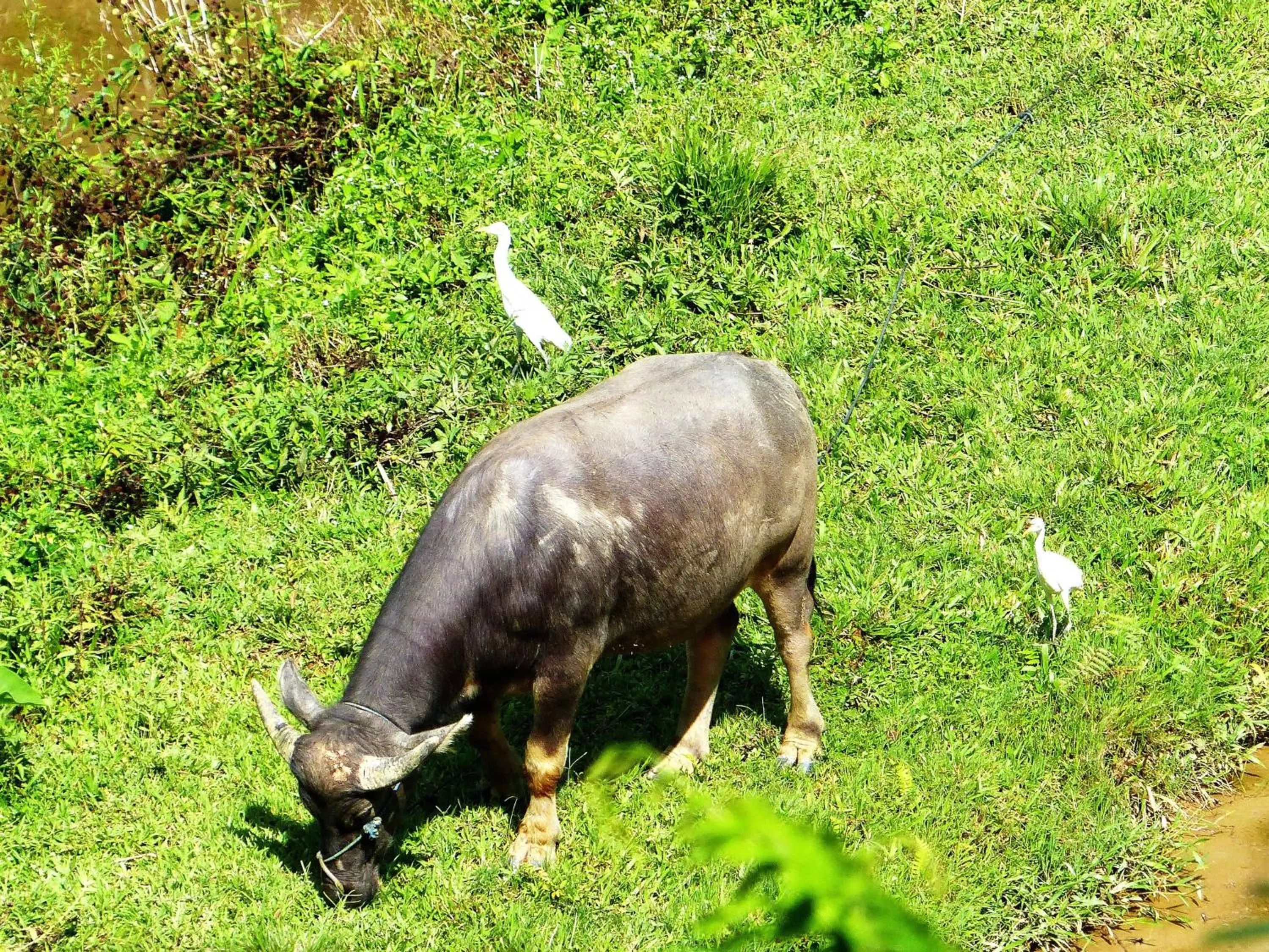 Pets in Toraja Torsina Hotel