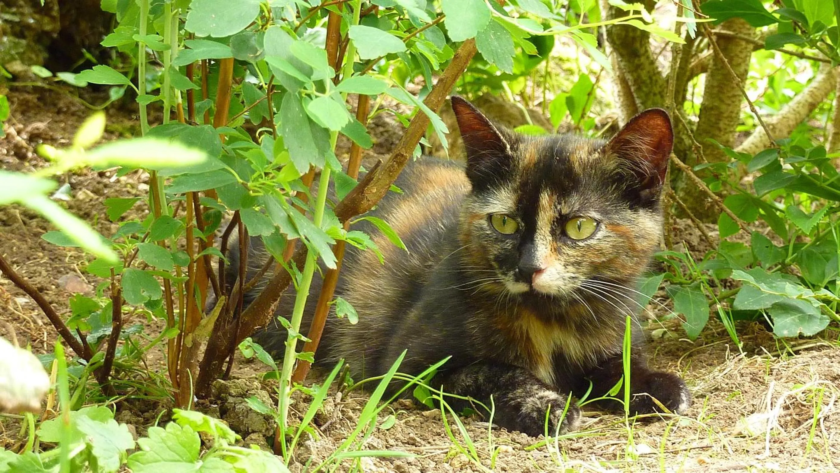 Property building in 4 Collines