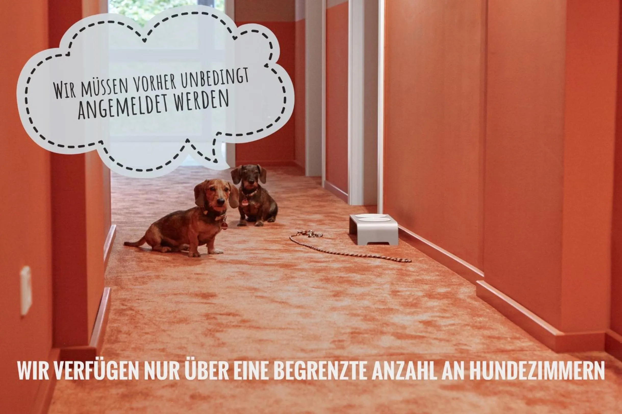 Animals in Just Eleven