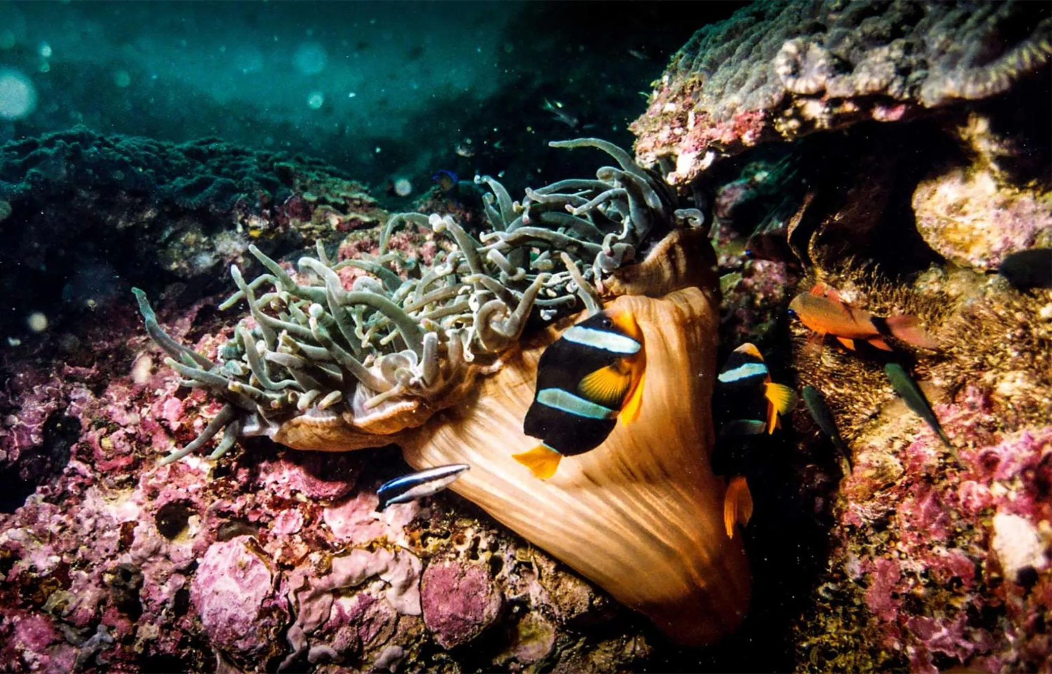 Nearby landmark in Atana Stay Al Ashkara