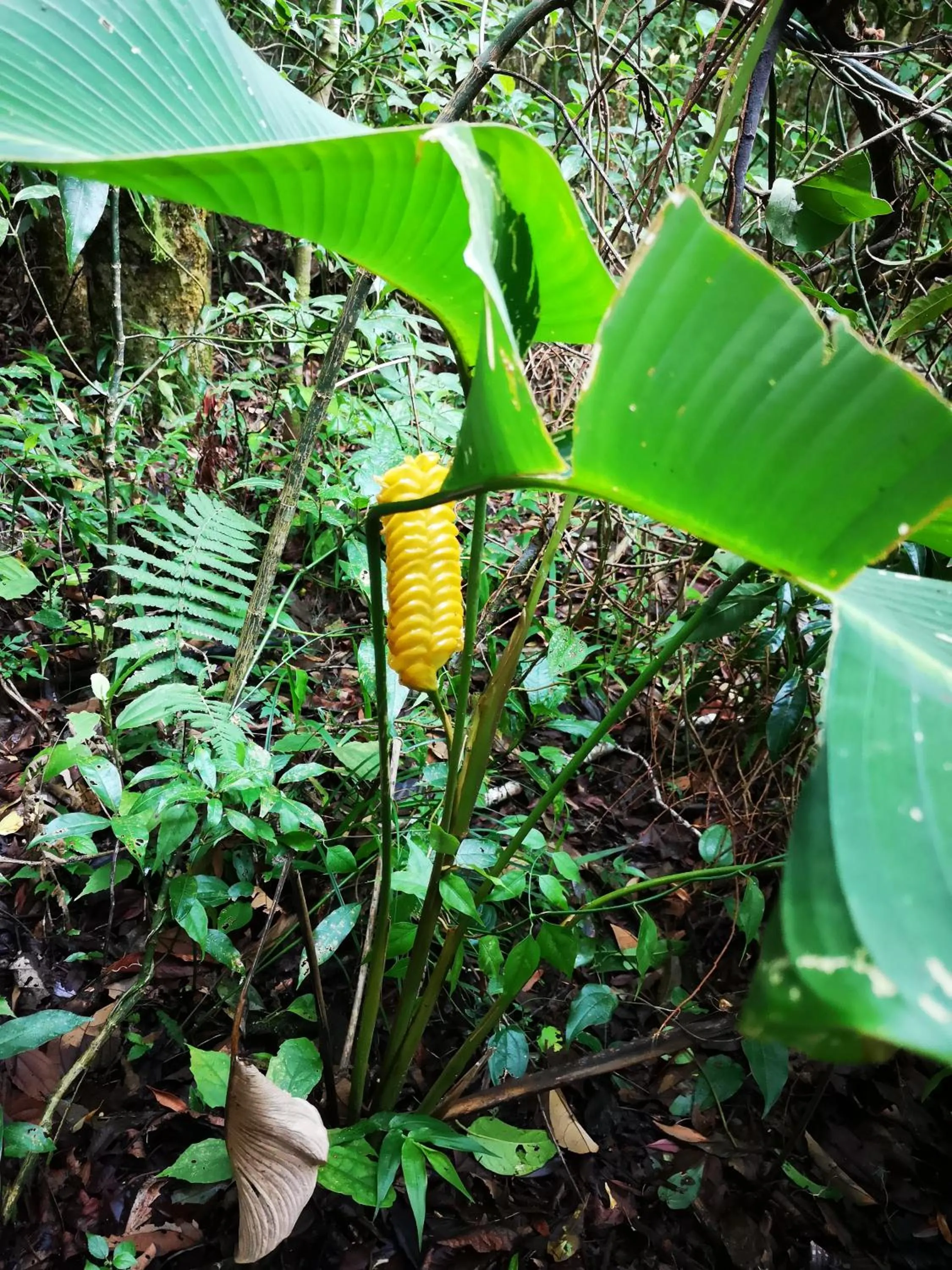 Garden in Calathea Hotel Monteverde
