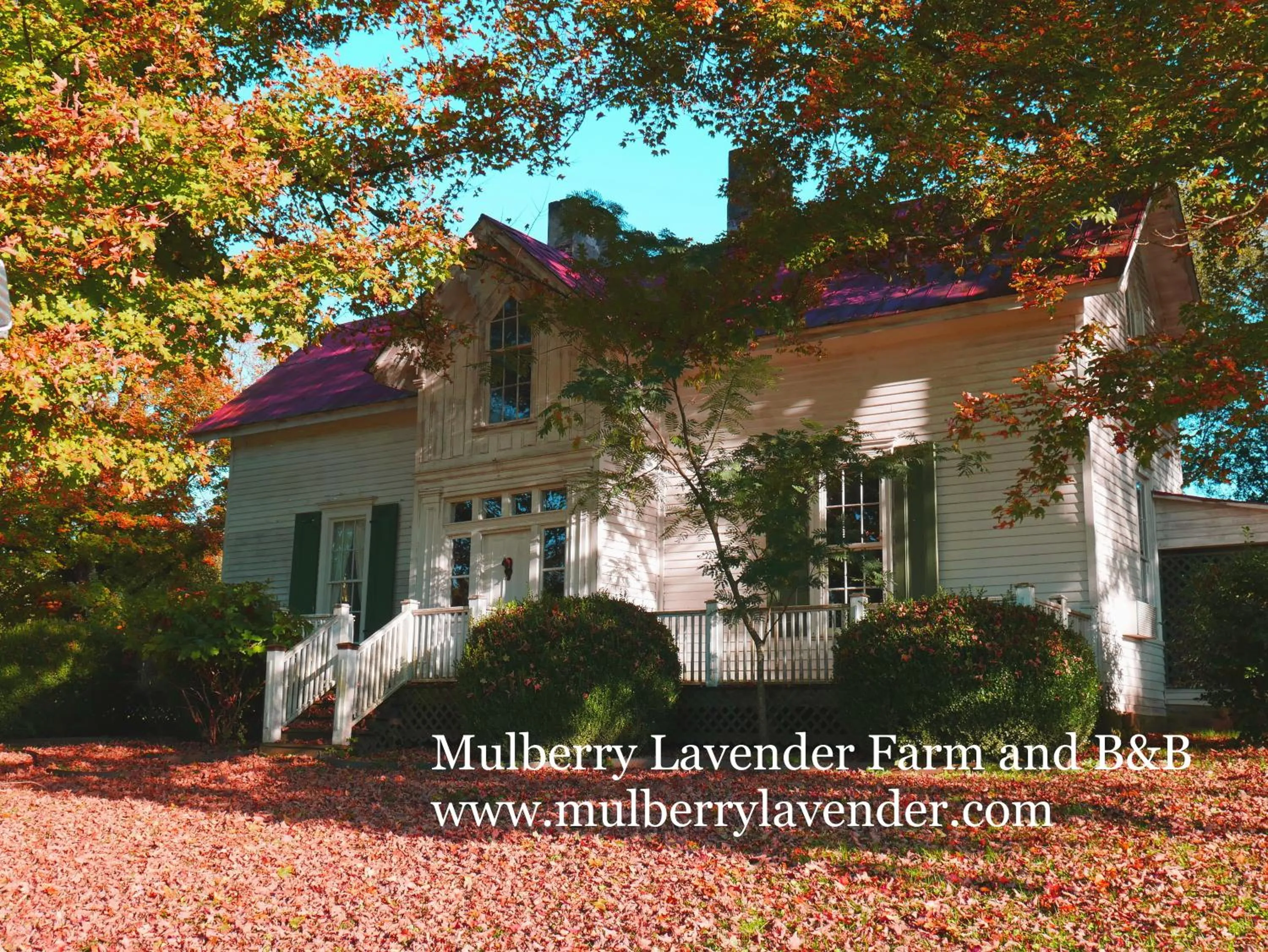 Property building in Mulberry Lavender Farm and B&B