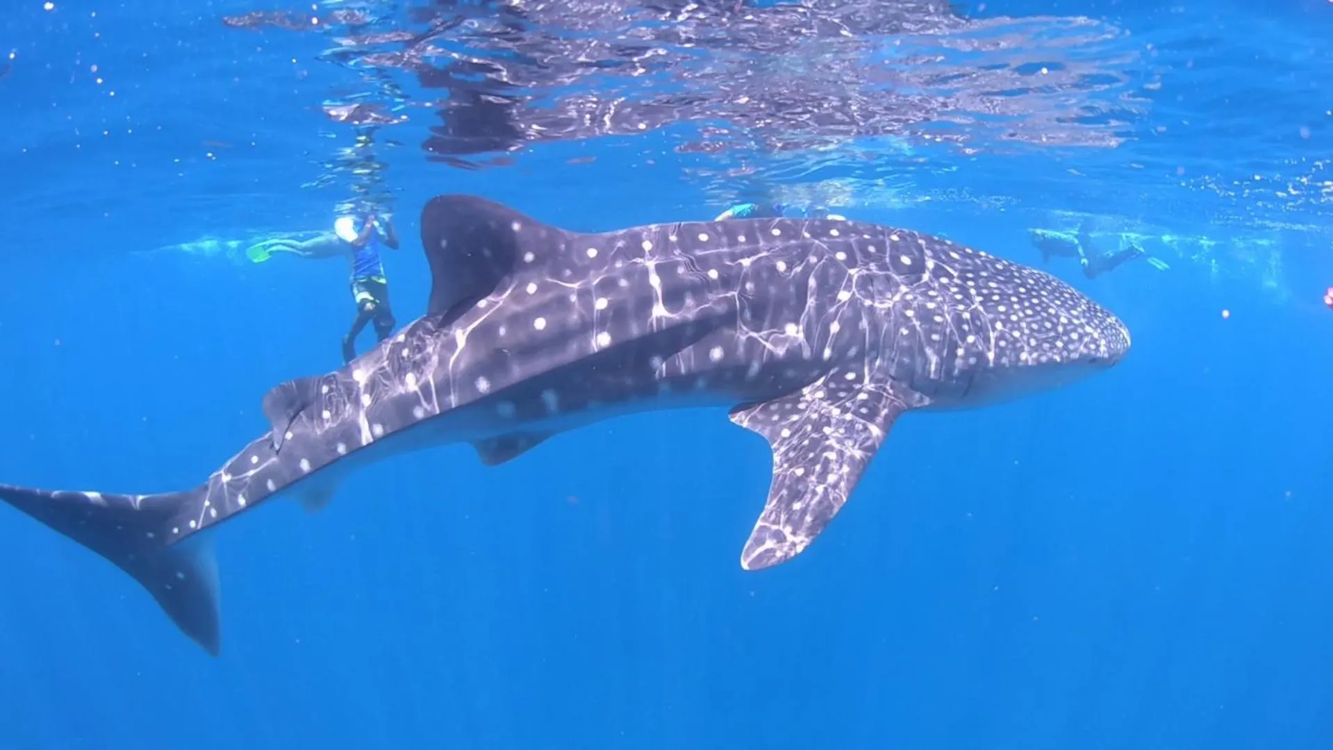 Snorkeling in PERLA Dhangethi