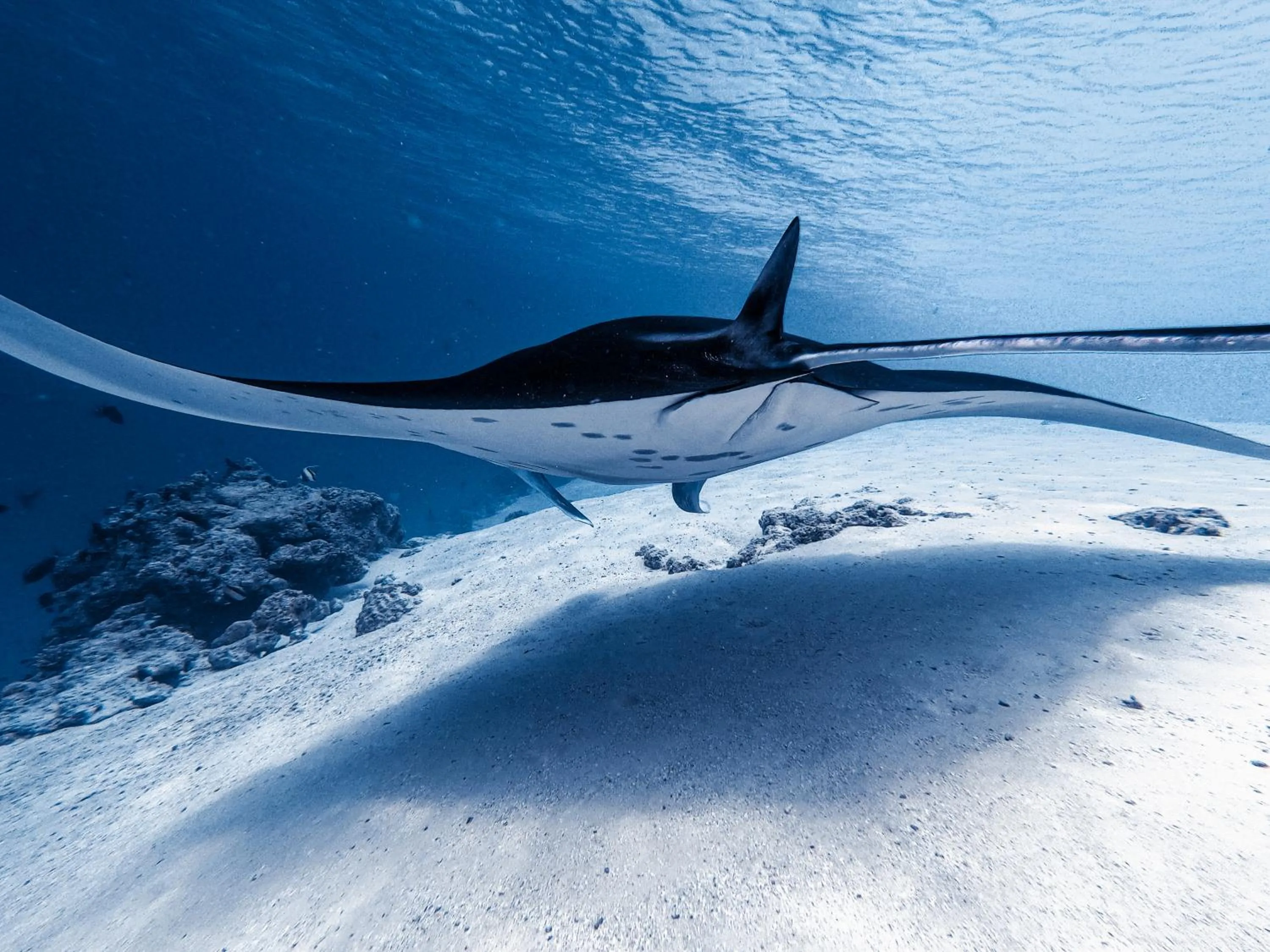 Activities in PERLA Dhangethi