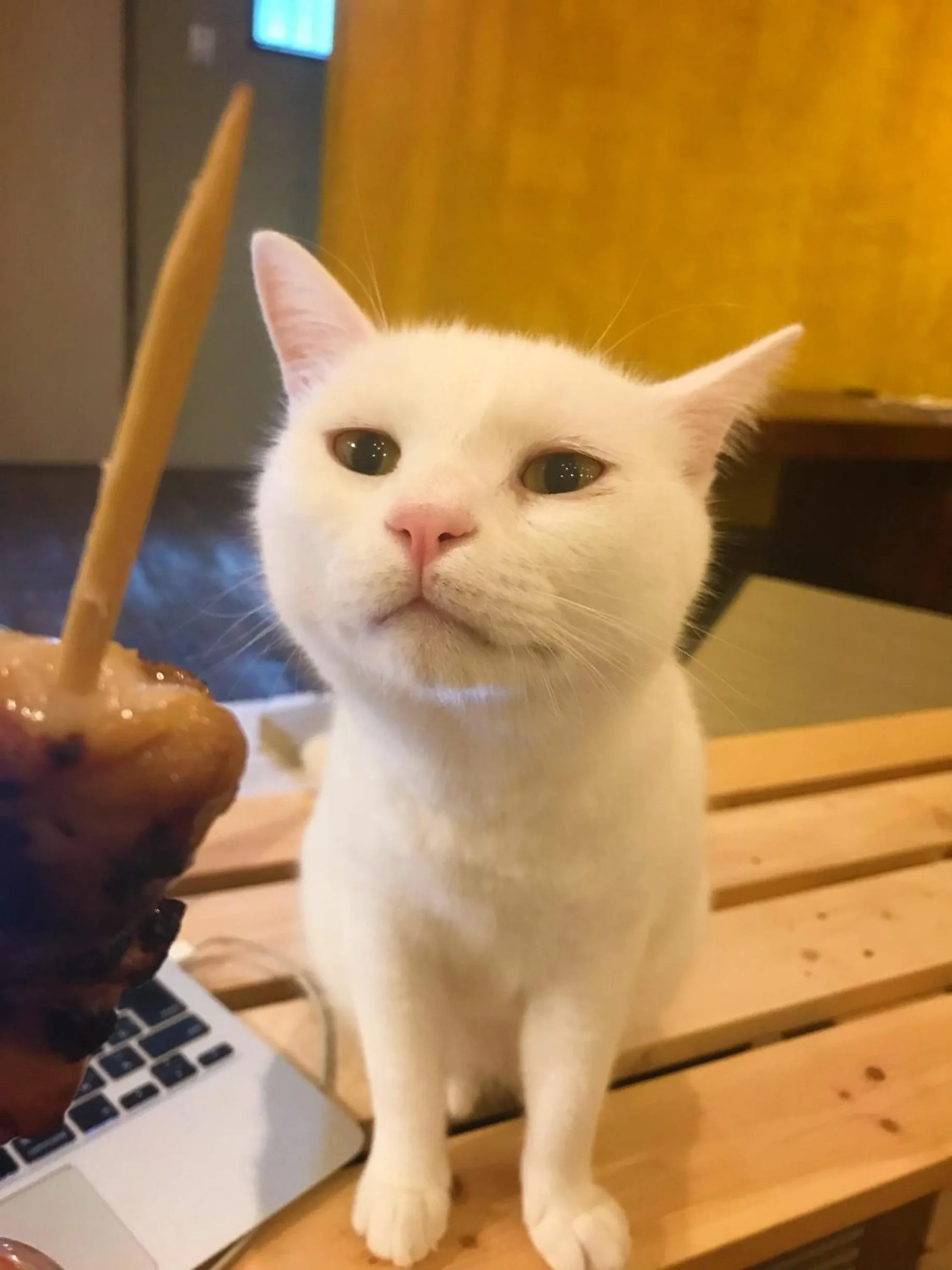 Pets in Mad Cat Hostel Osaka & Bar