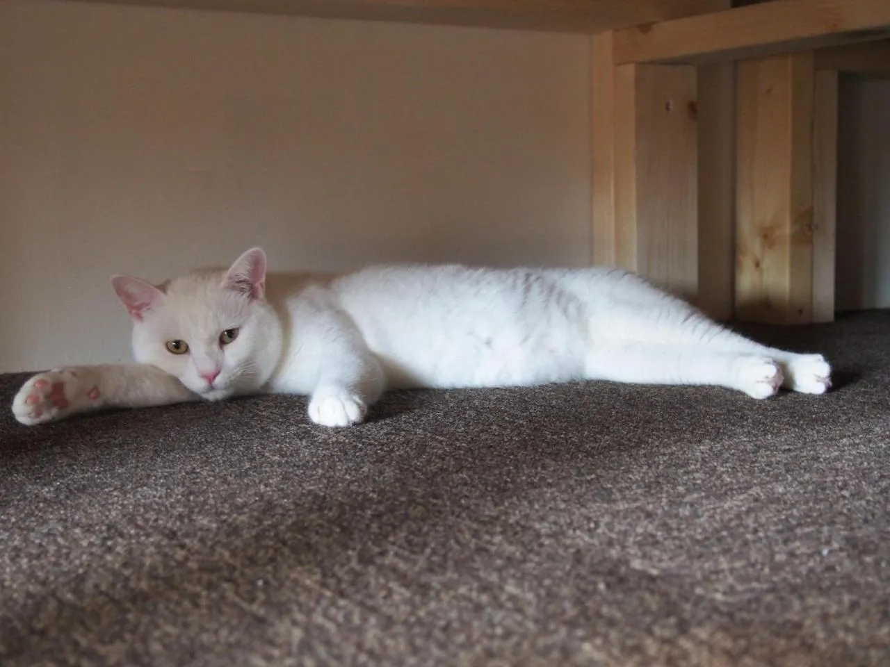 Mad Cat Hostel Osaka & Bar