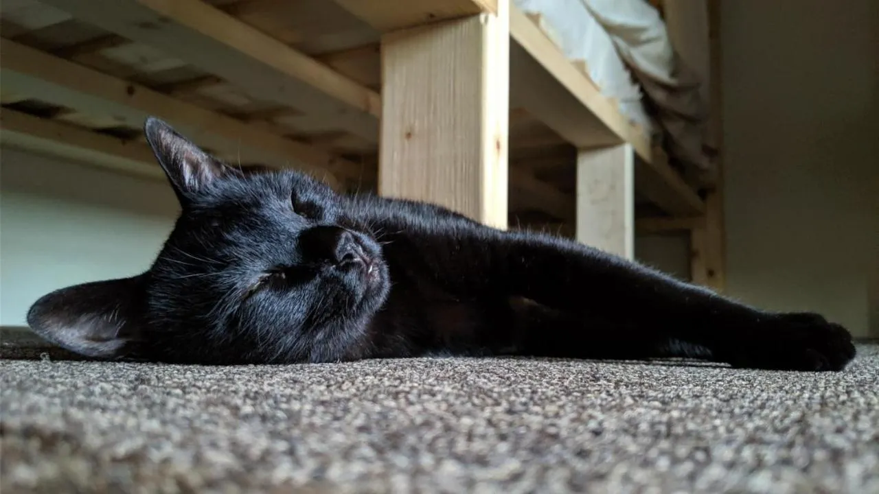 Mad Cat Hostel Osaka & Bar