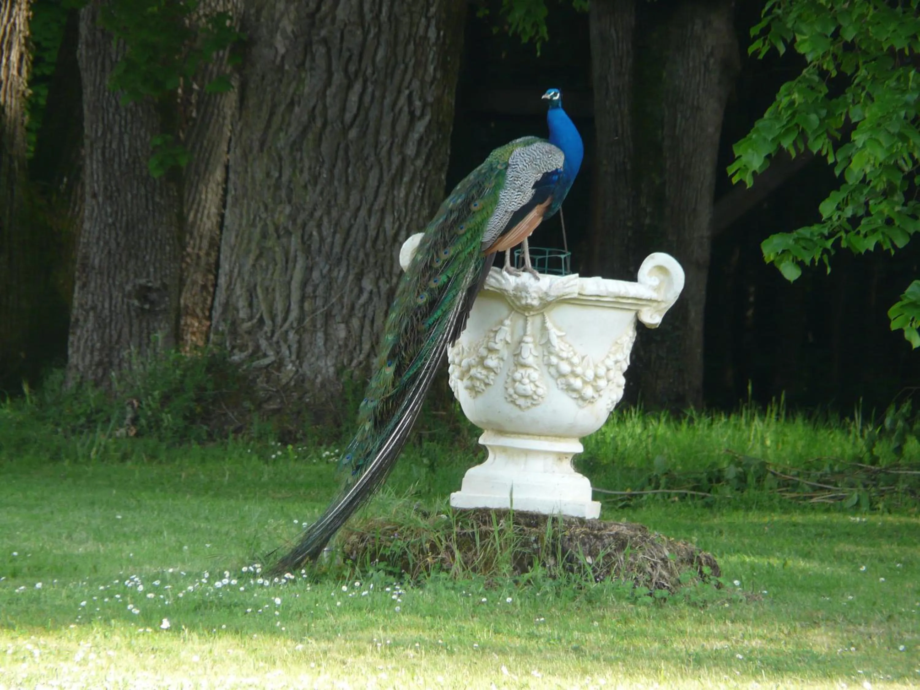 Garden in Château de Piolant