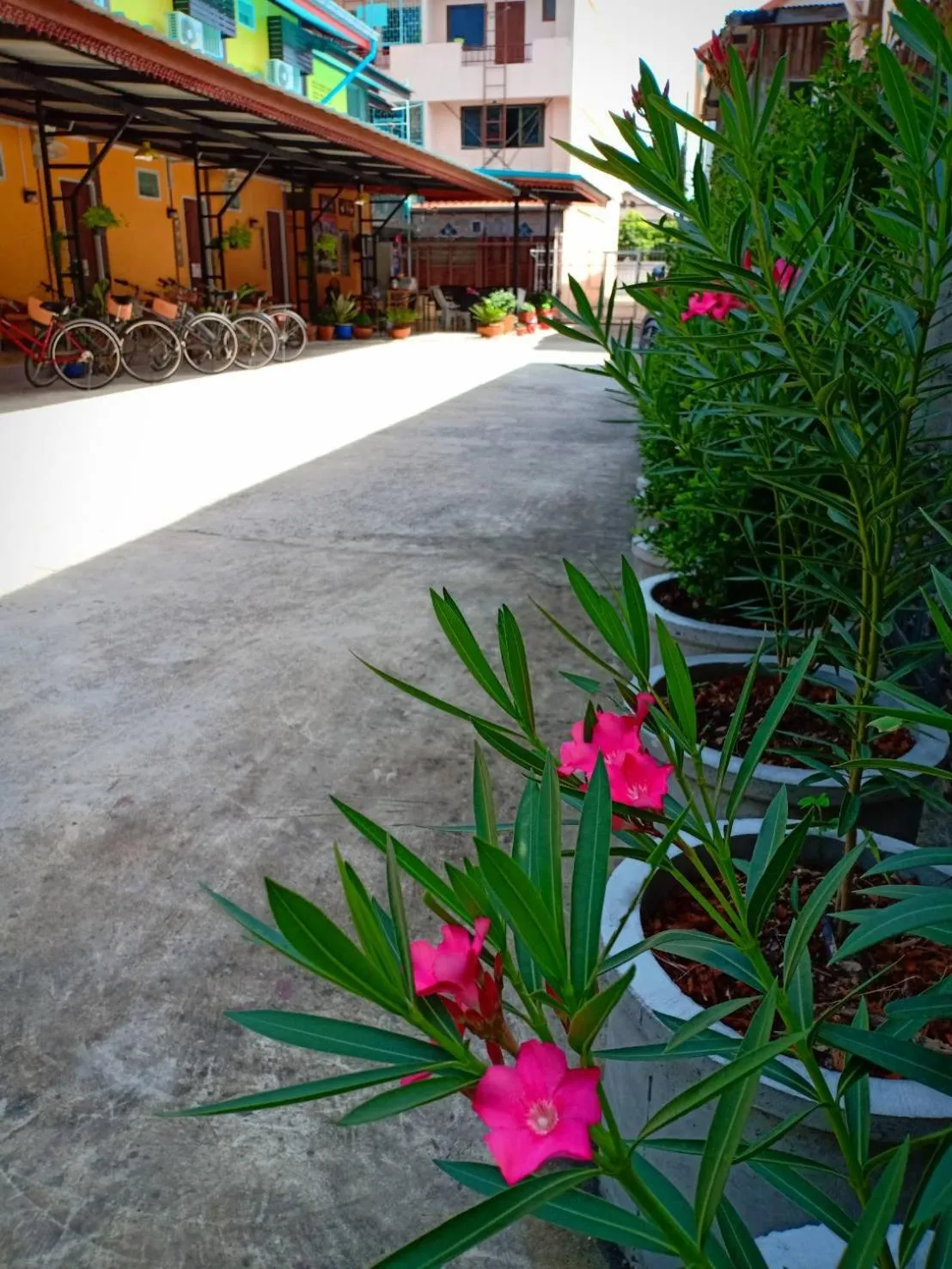 Garden view in Siri Guesthouse