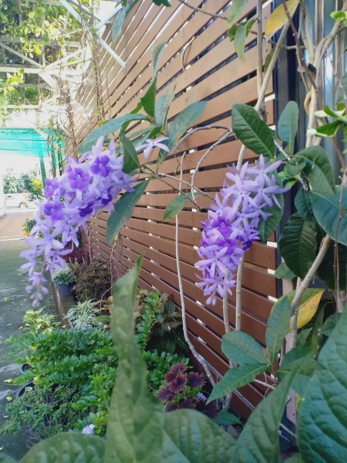 Garden view in Siri Guesthouse