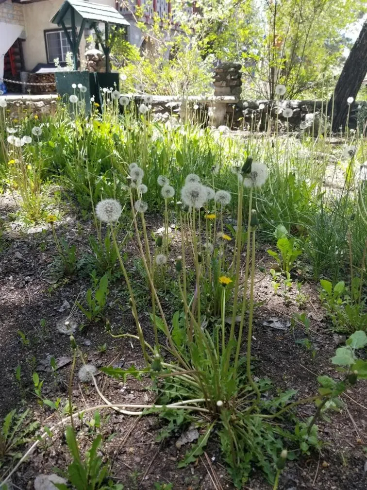 Spring in Castle Wood Theme Cottages- COUPLES ONLY