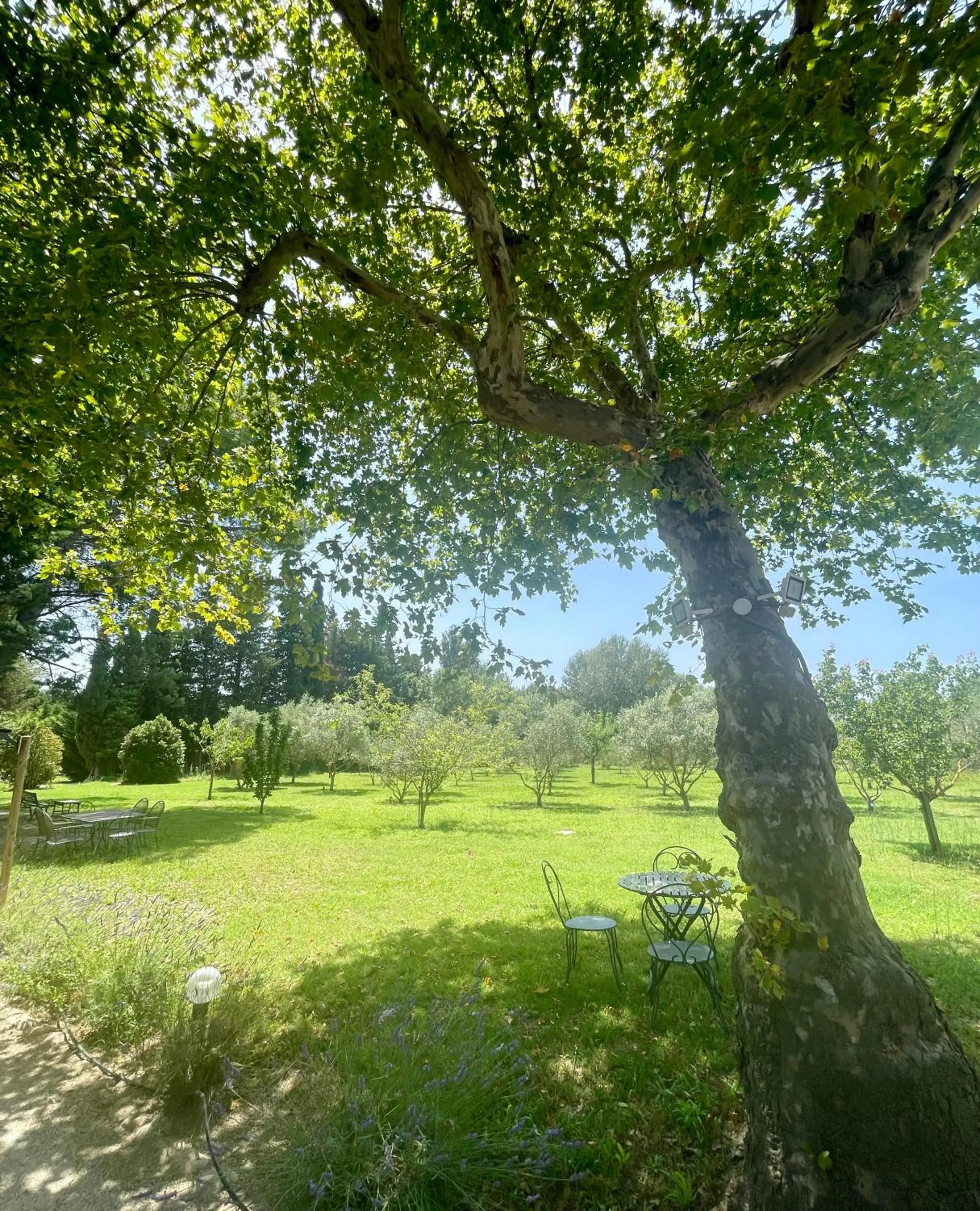 Garden in Domaine Au Coeur des Alpilles
