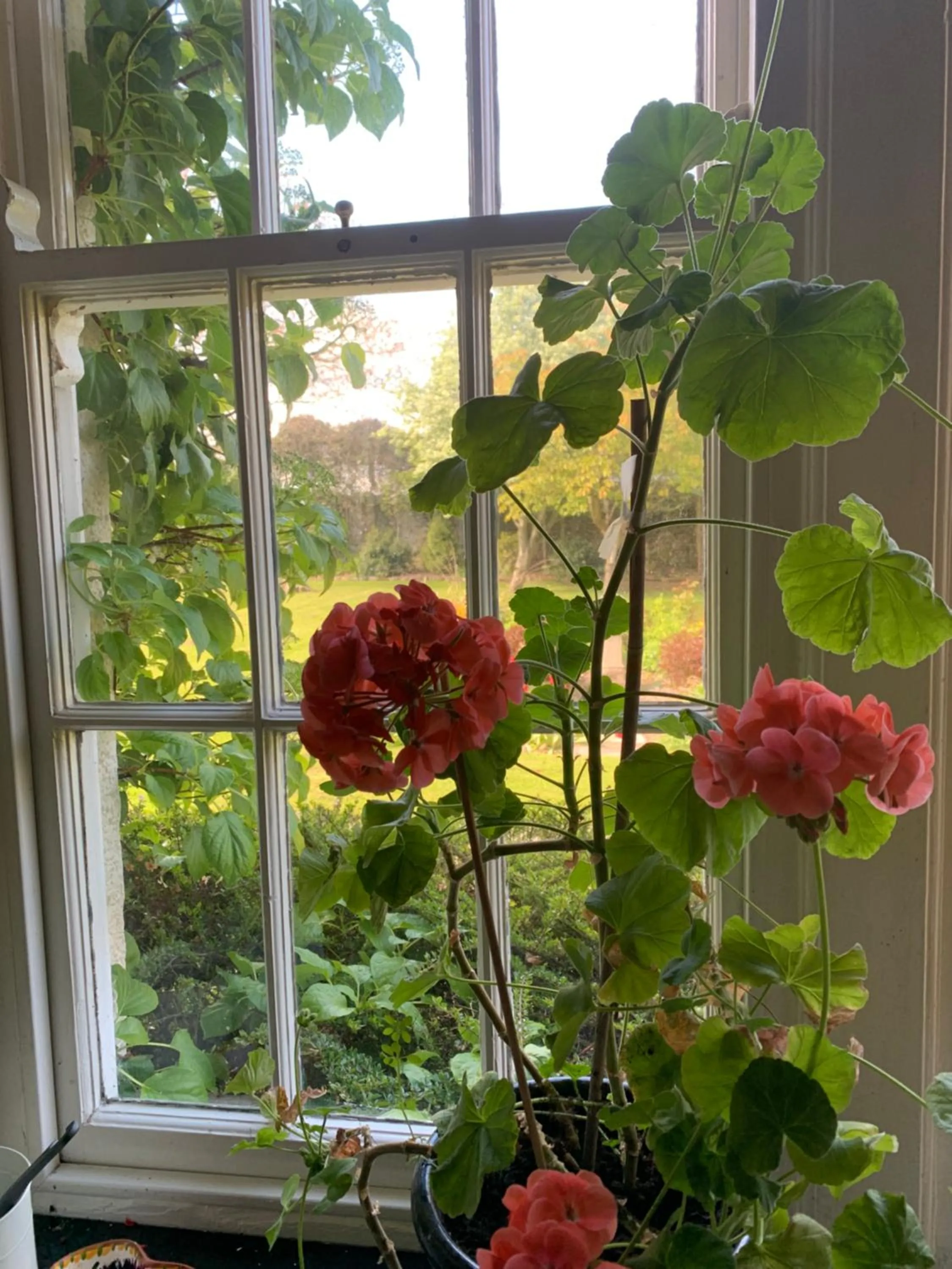 Garden view in Dalton House Bed and Breakfast