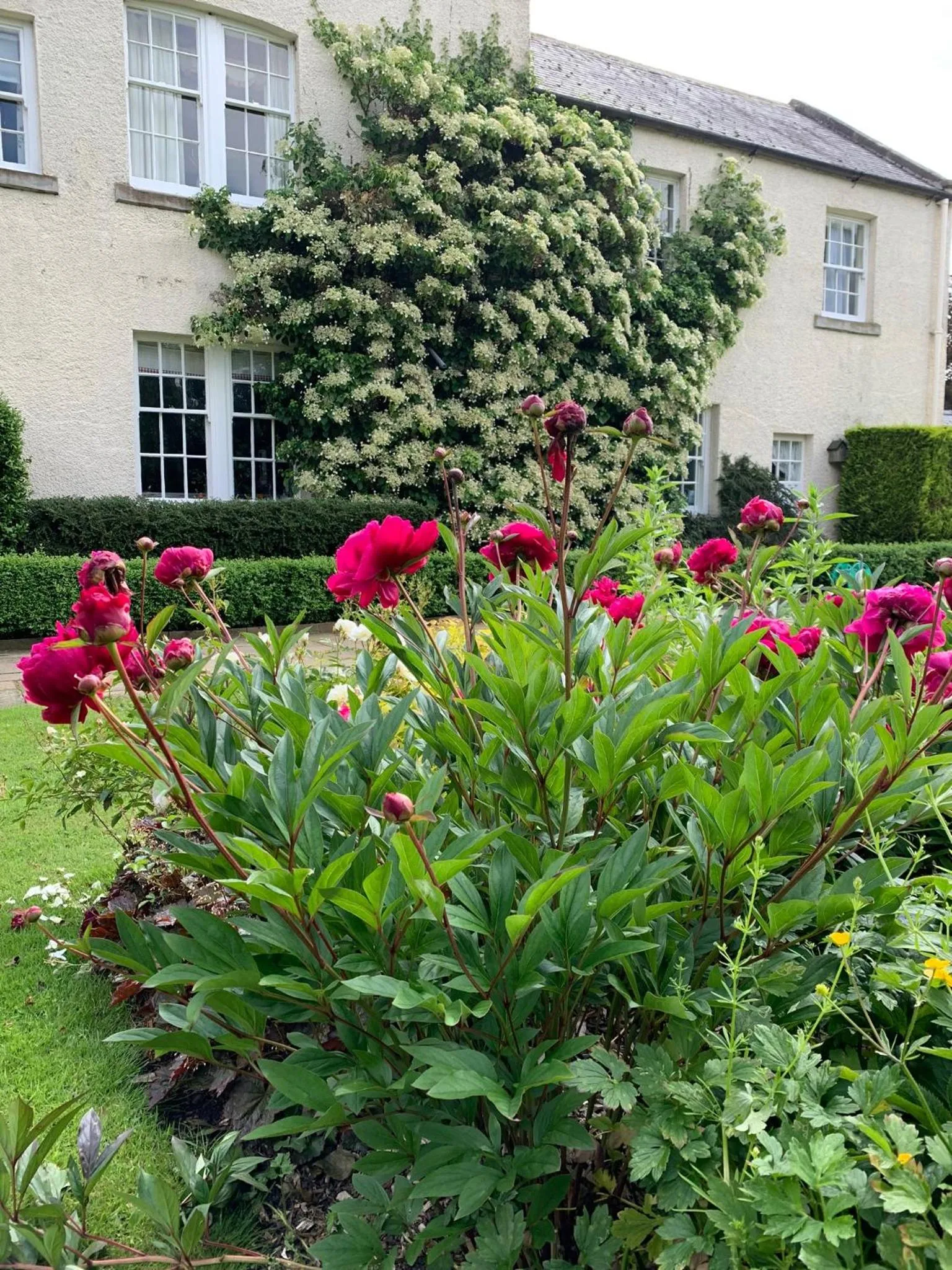 Garden in Dalton House Bed and Breakfast