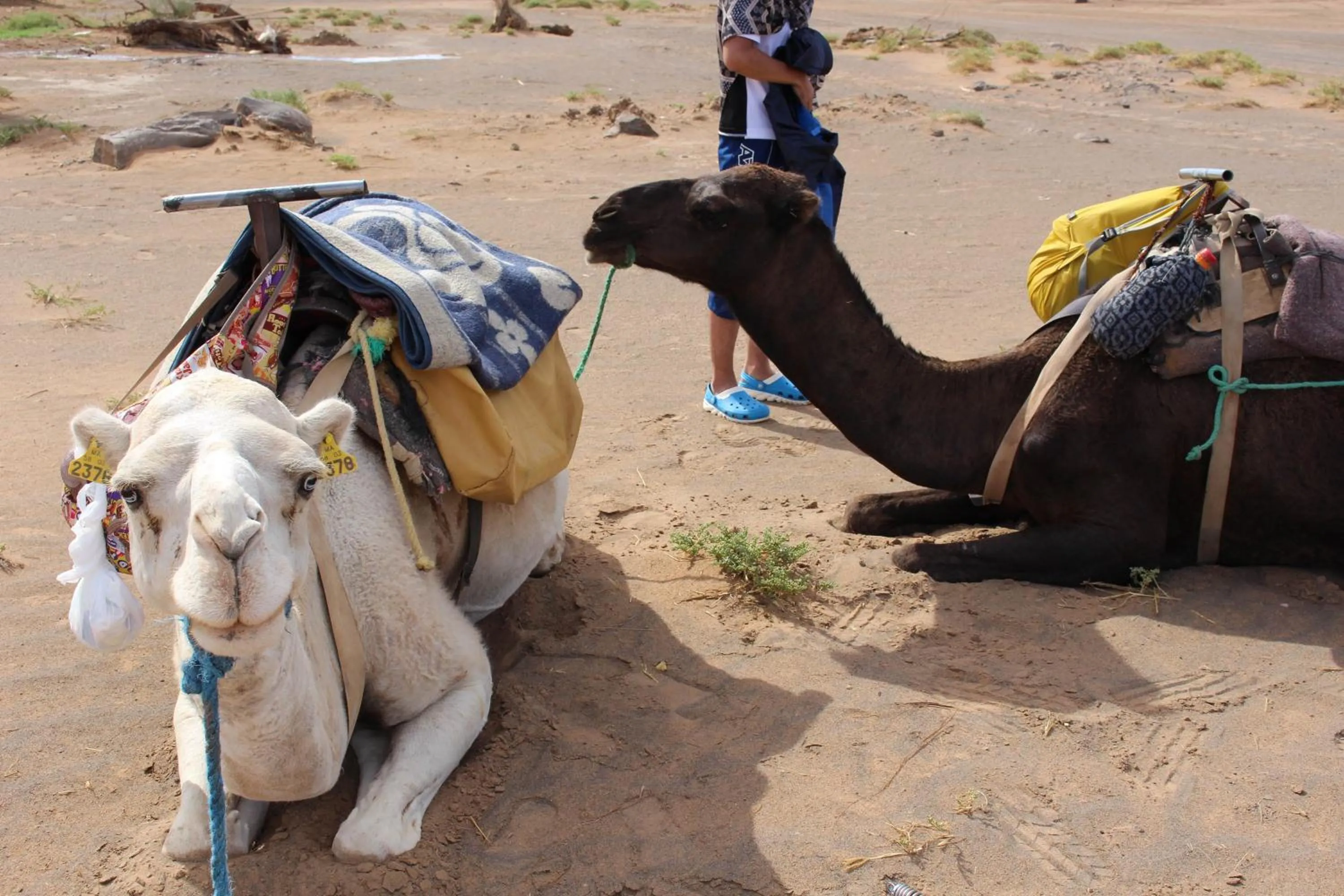 Other in Riad Hotel Les Flamants