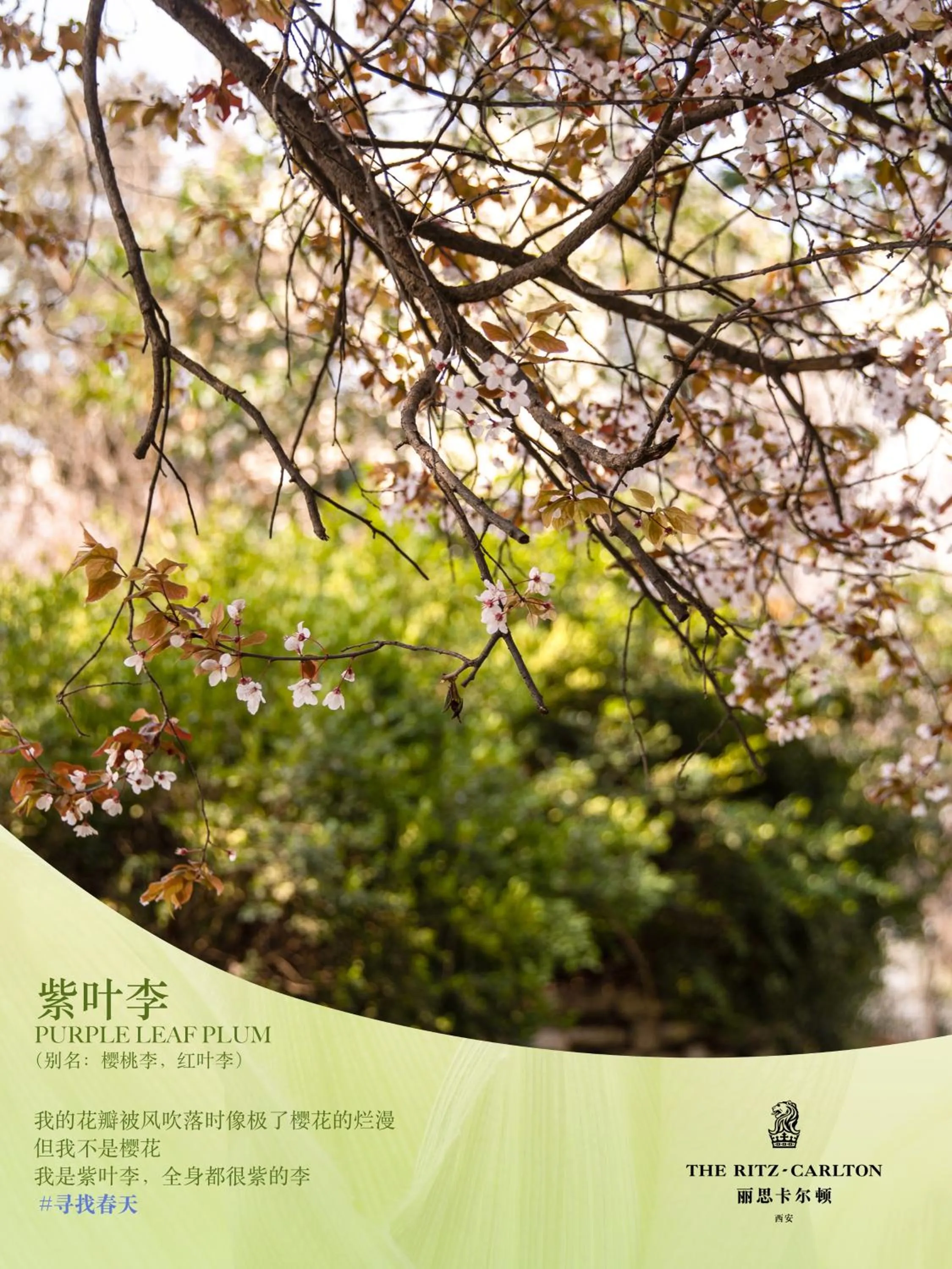 Seasons in The Ritz-Carlton, Xi'an