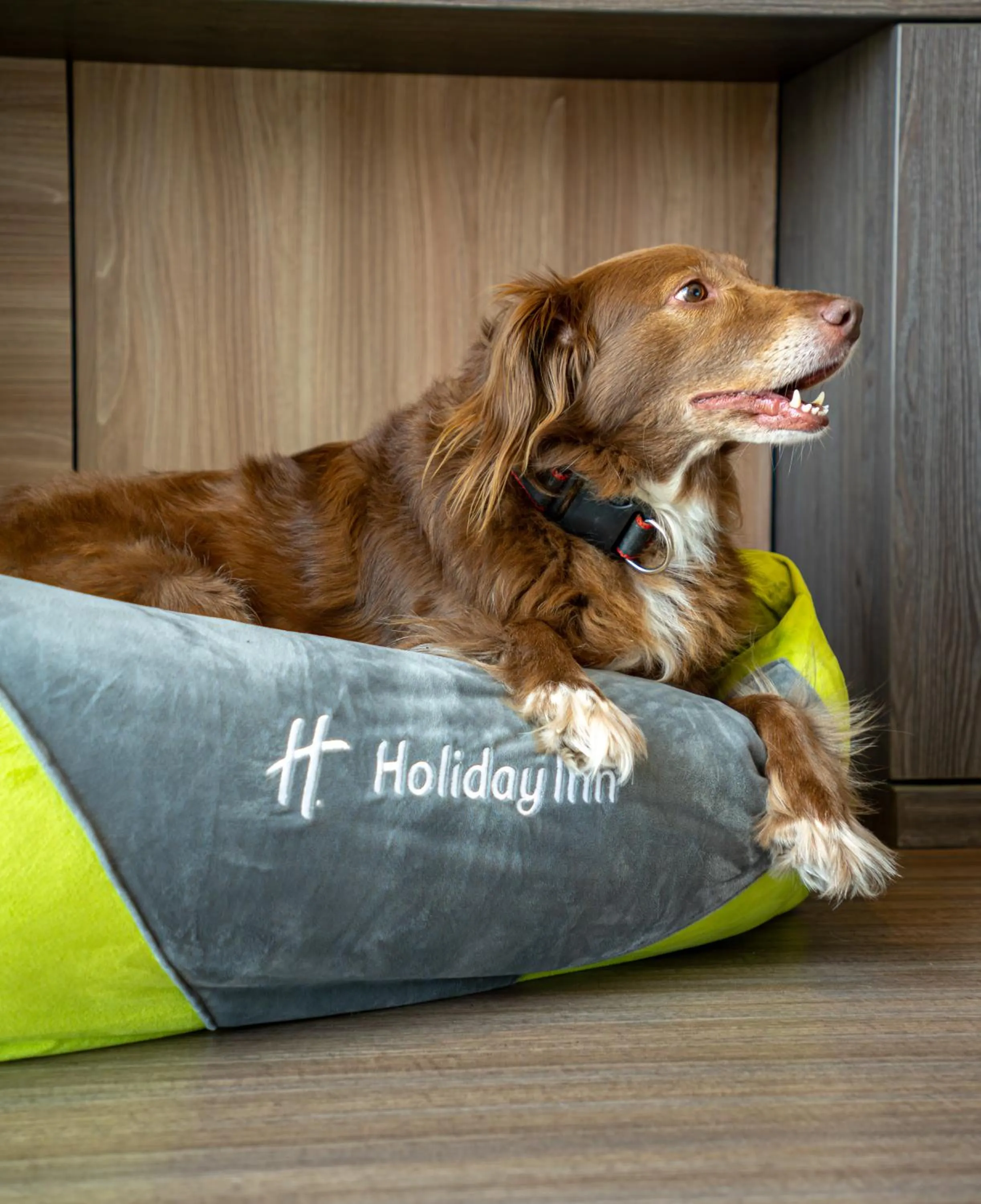 Pets in Holiday Inn - Lima Miraflores by IHG