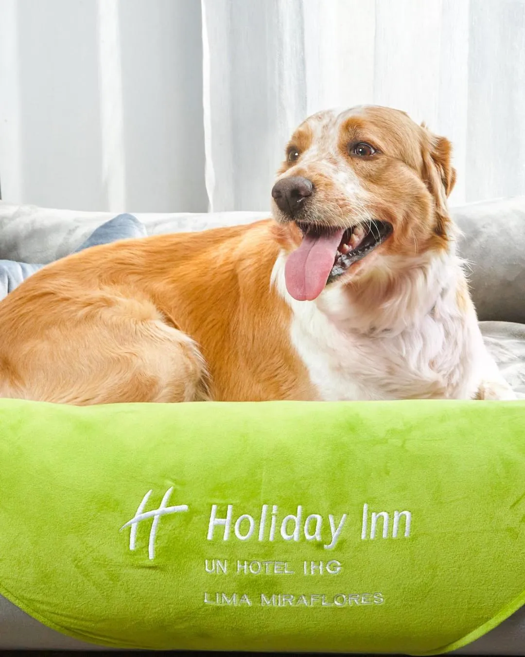 Pets in Holiday Inn - Lima Miraflores by IHG