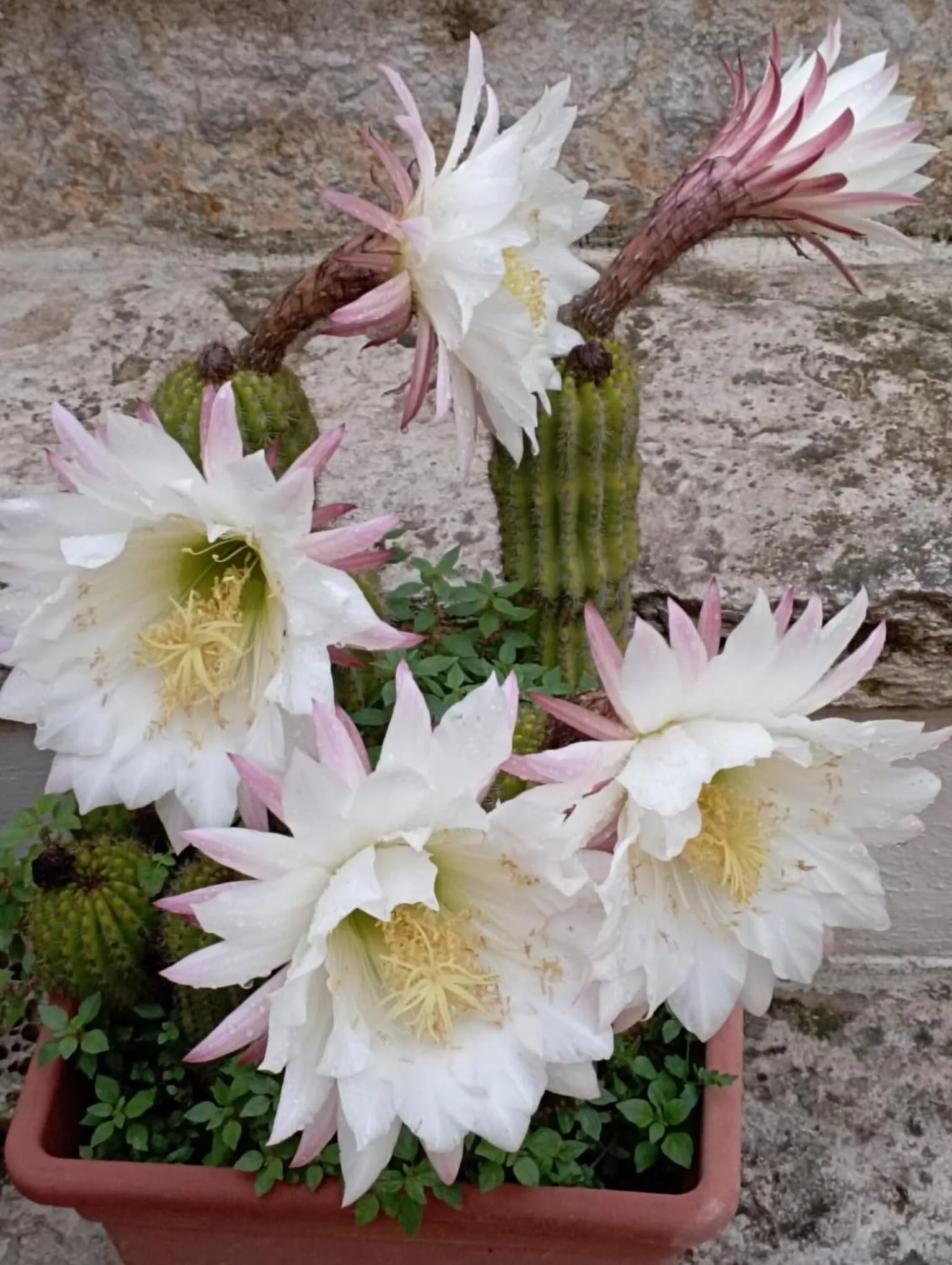 Balcony/Terrace in Attica B&B