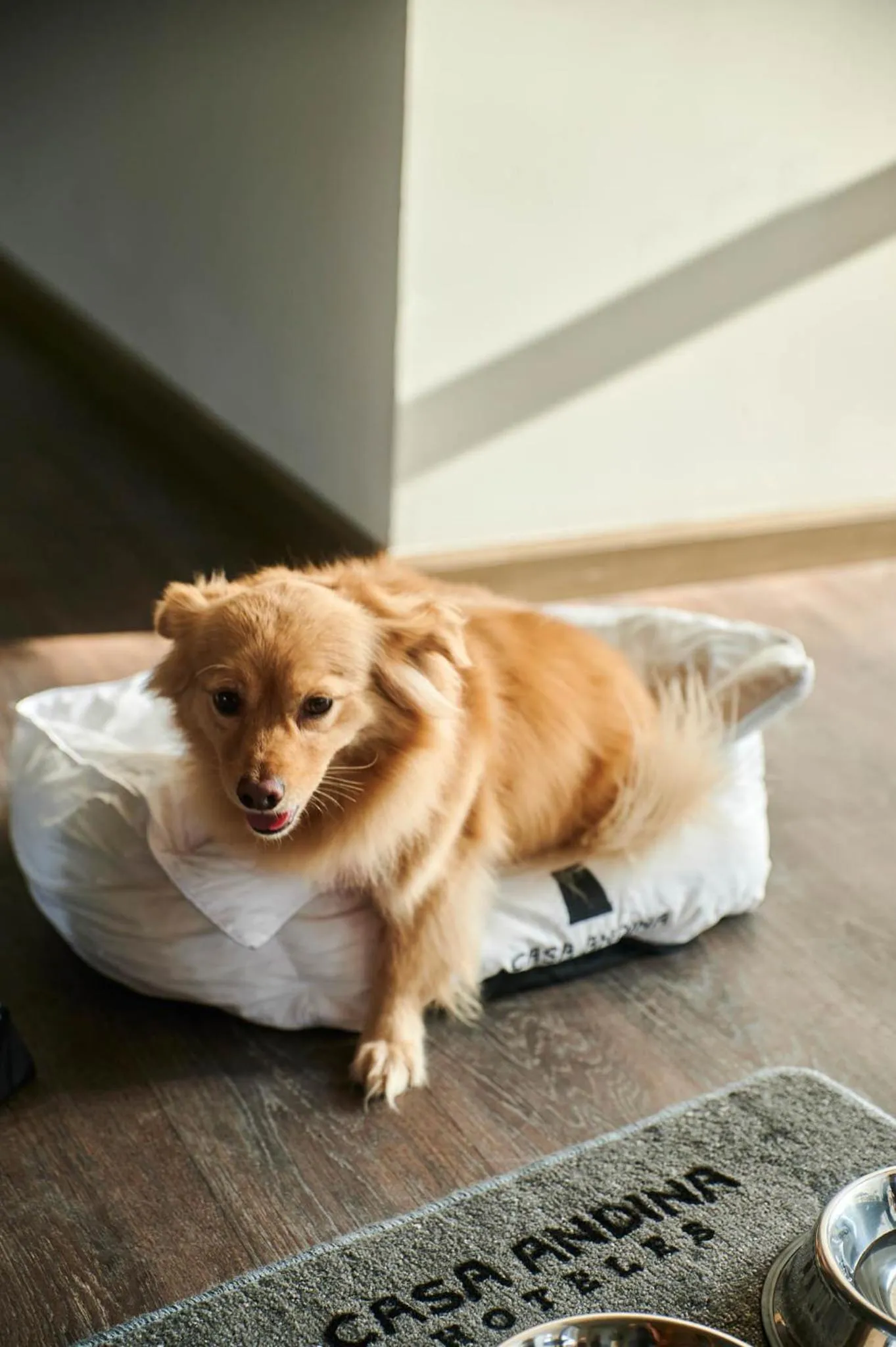 Pets in Casa Andina Select Paracas