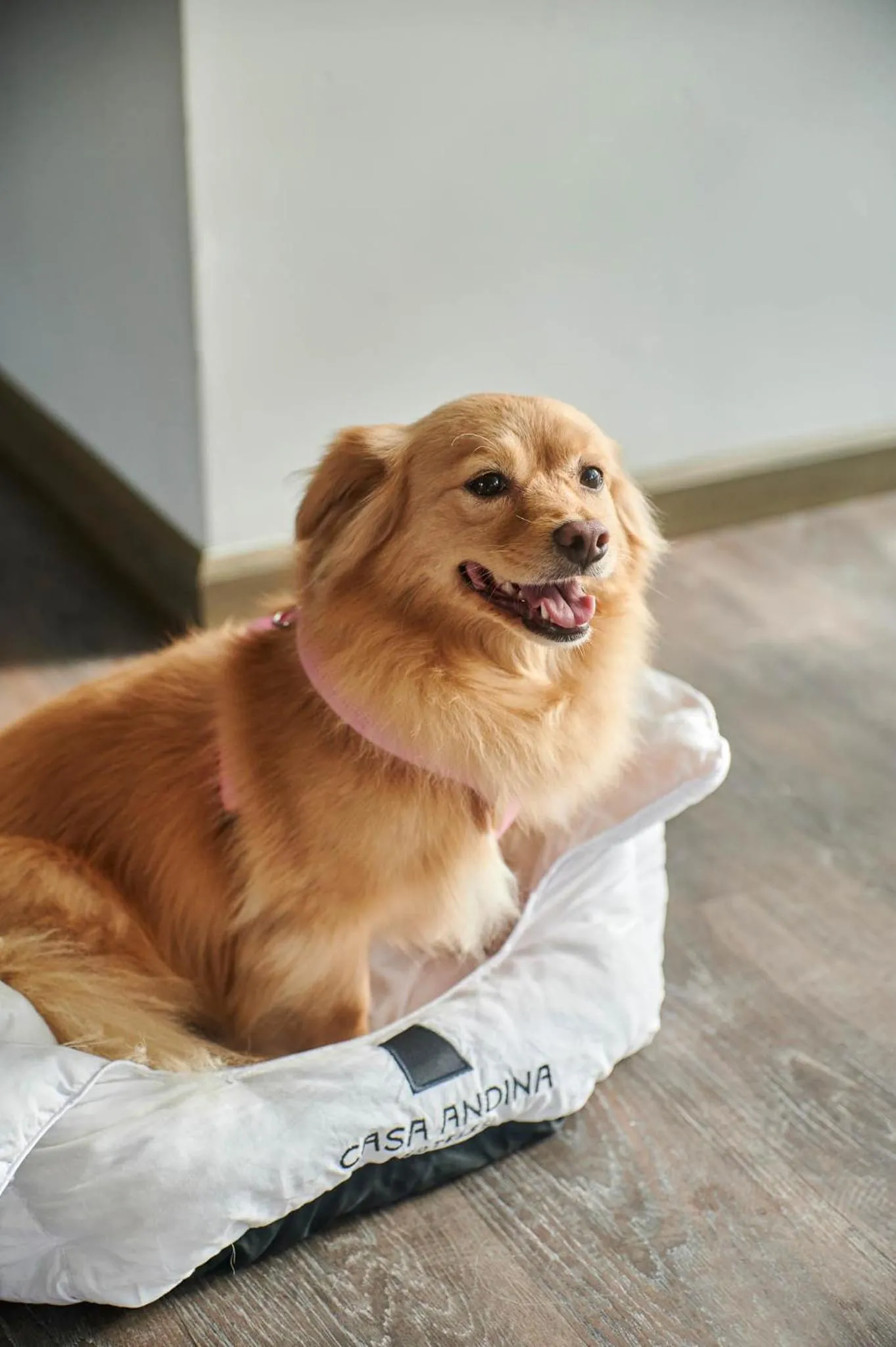 Pets in Casa Andina Select Paracas